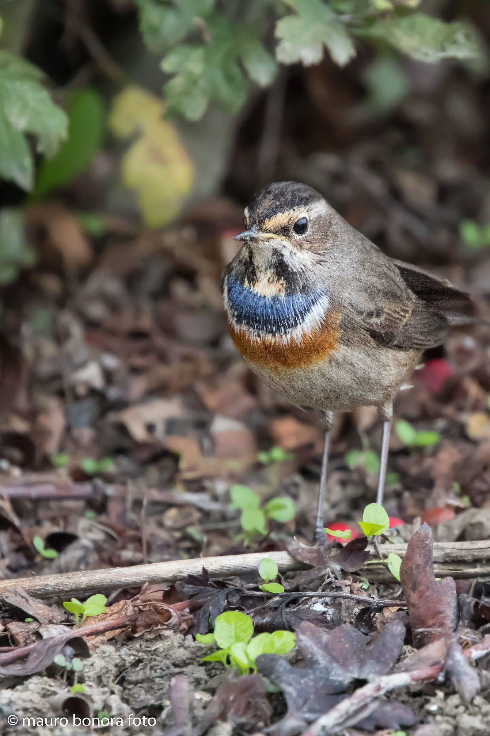 Bluethroat 1