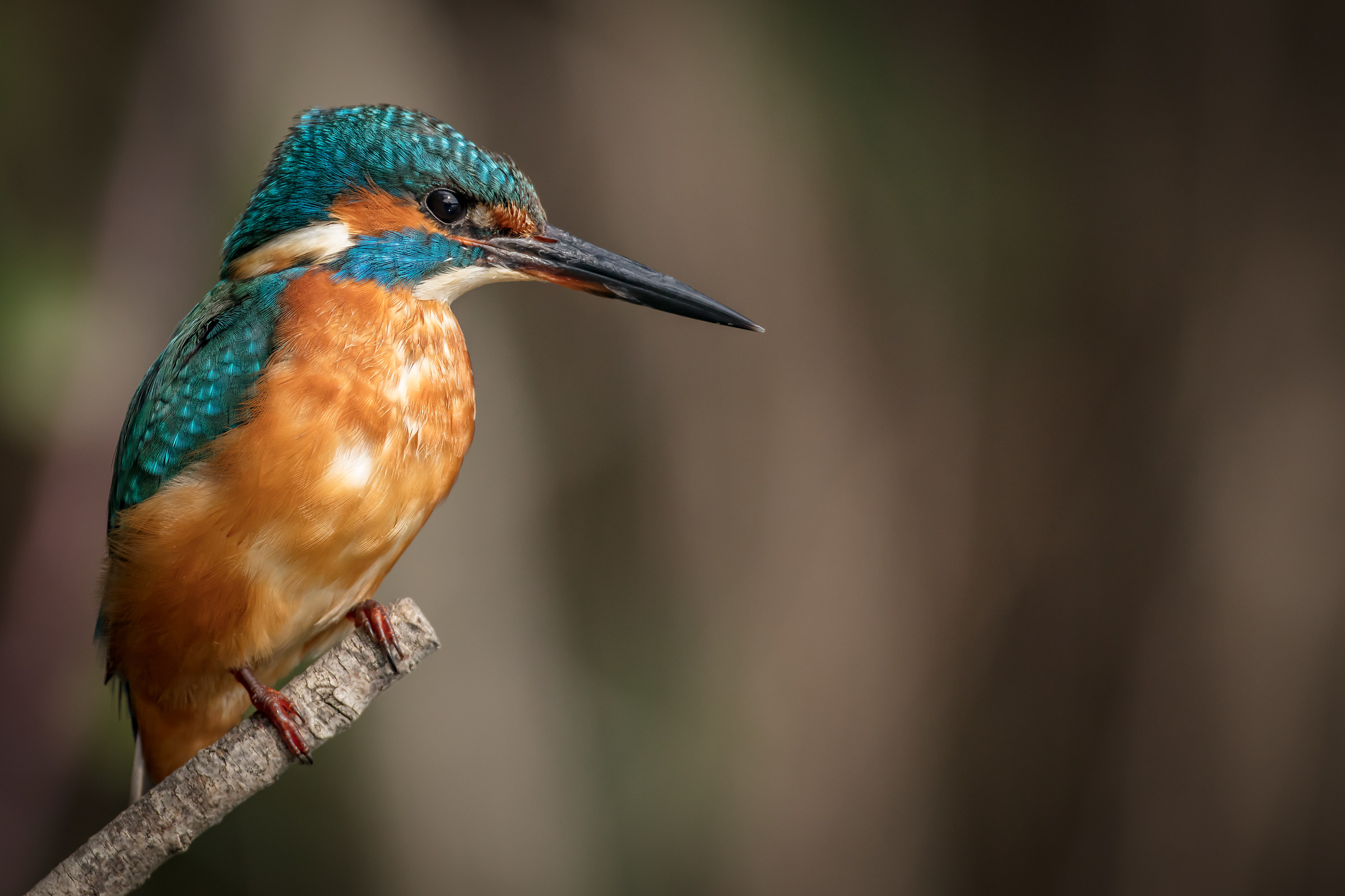 Kingfisher
