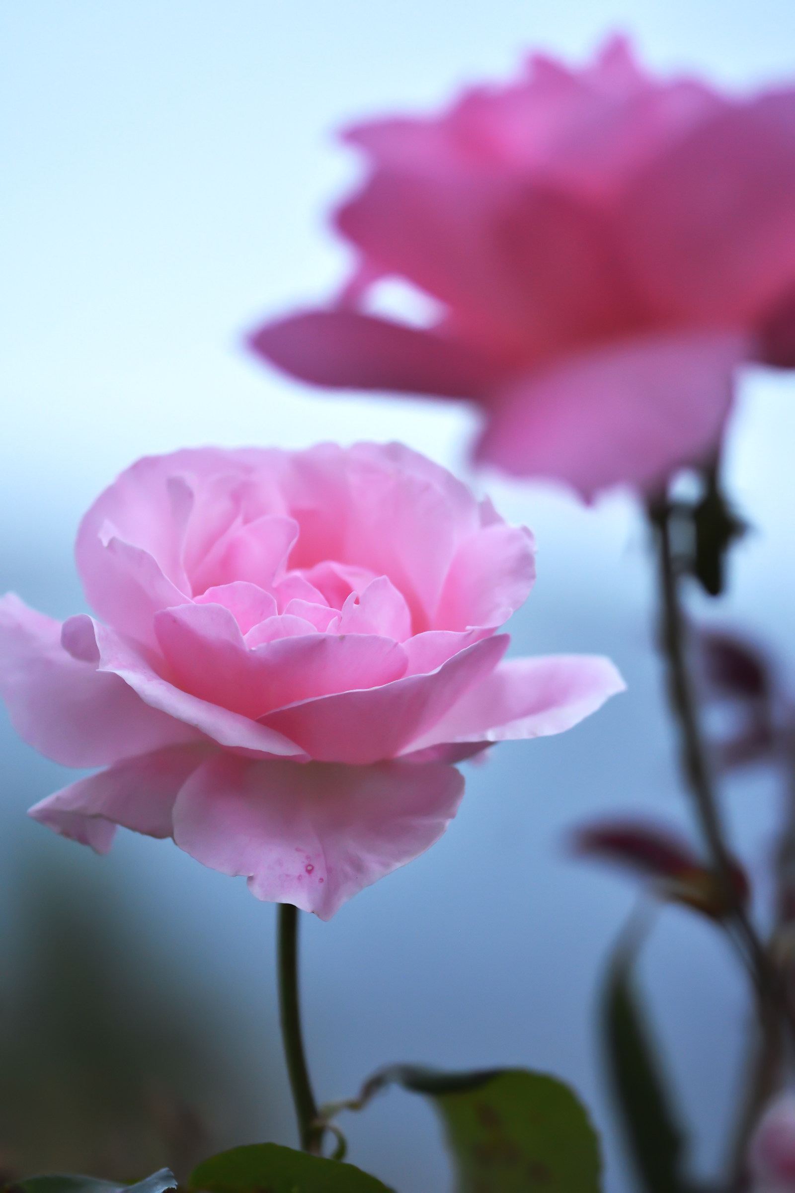 Evidence in the garden ..