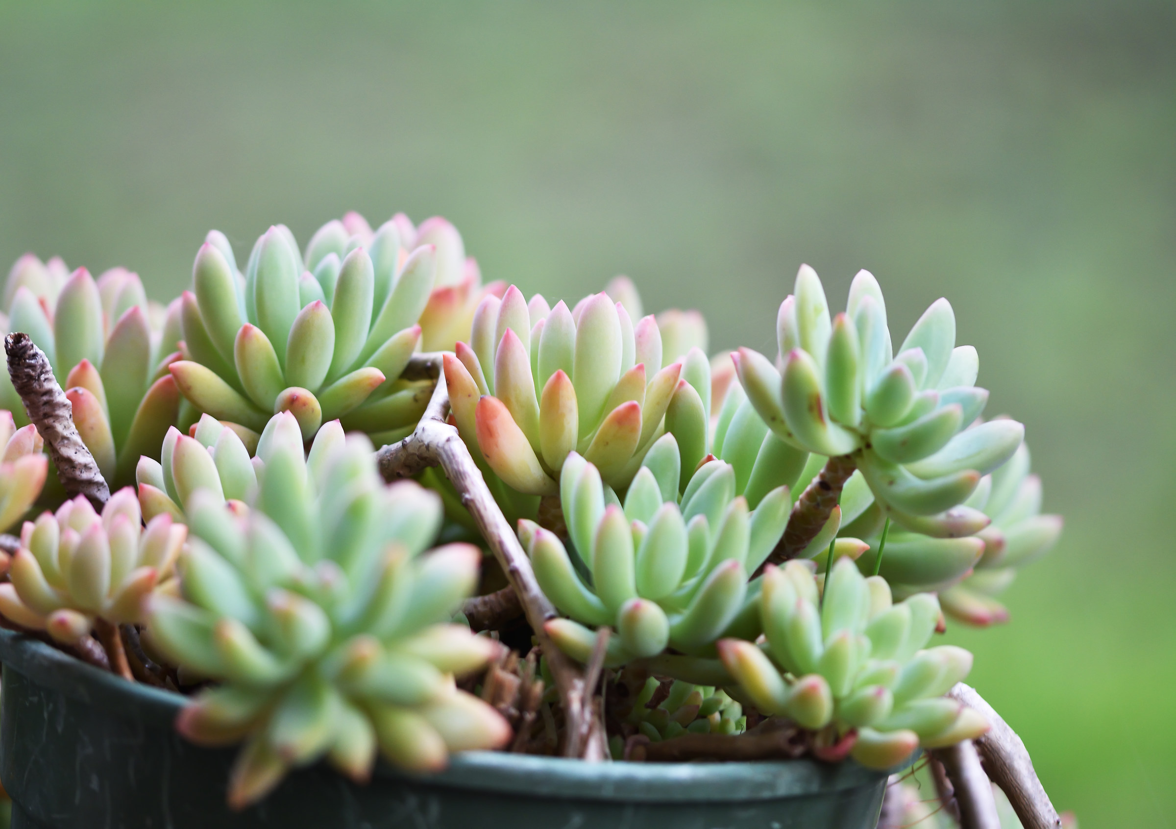 Evidence in the garden ..