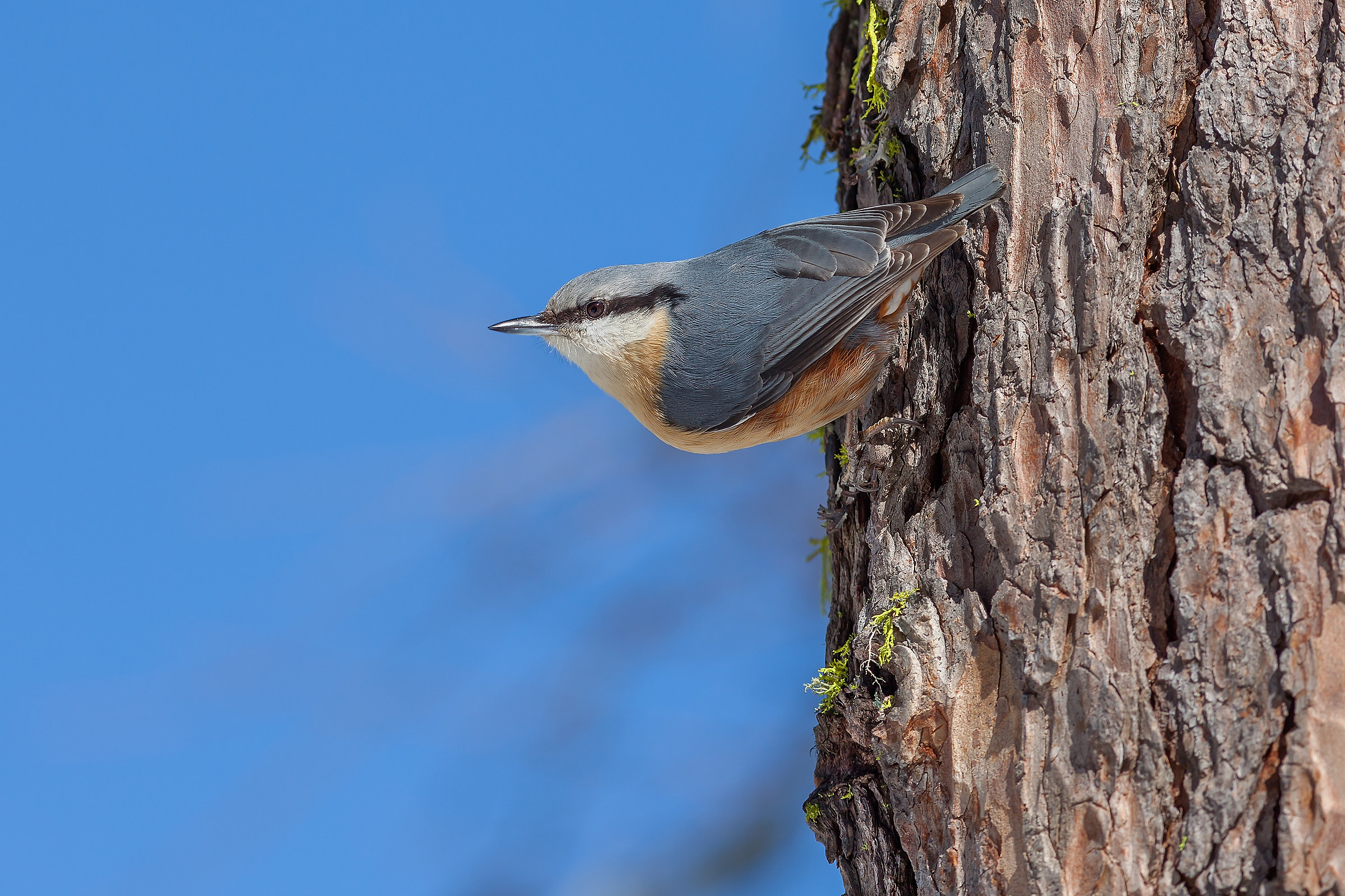 Sitta europaea - Nuthatch