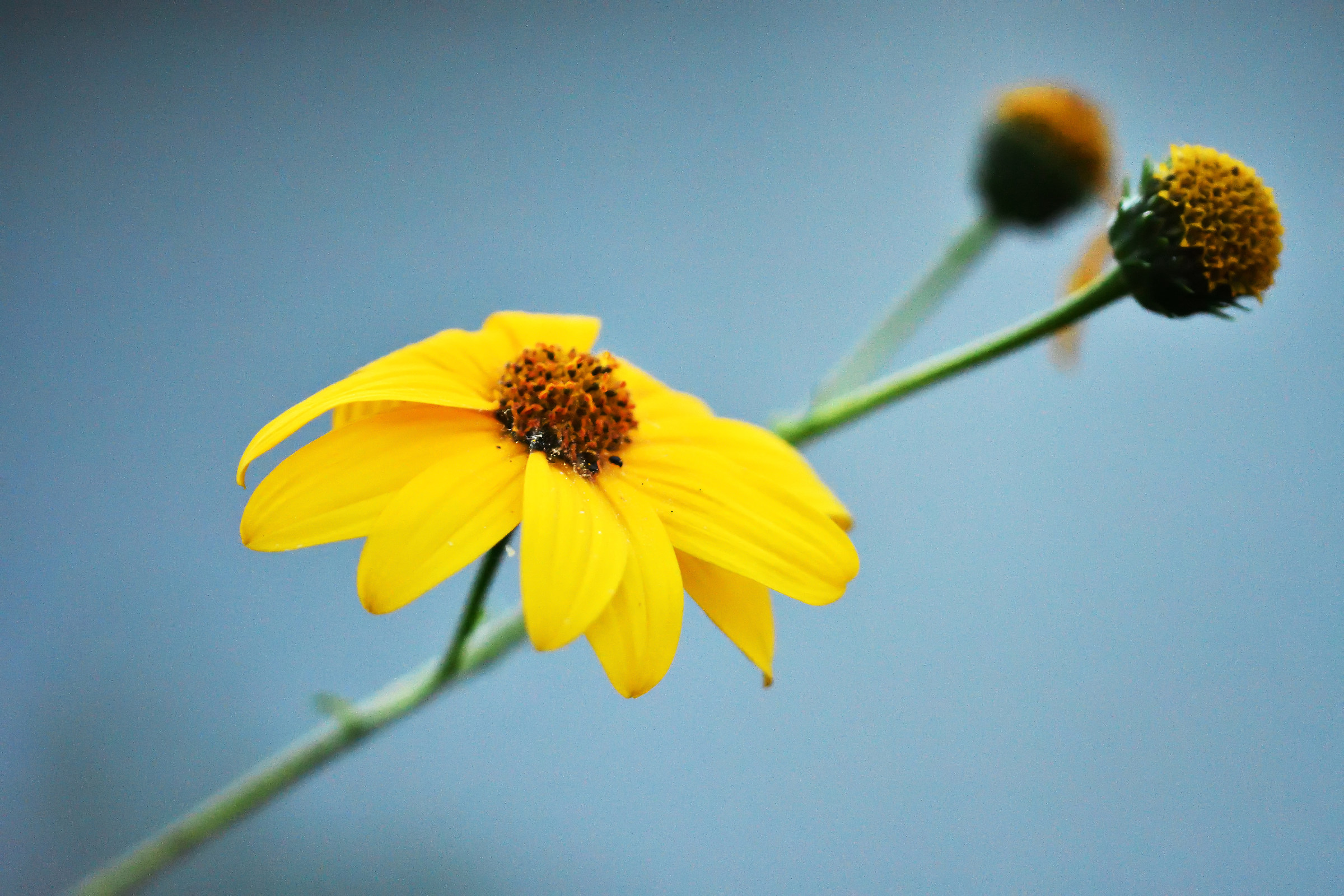 Evidence in the garden ..