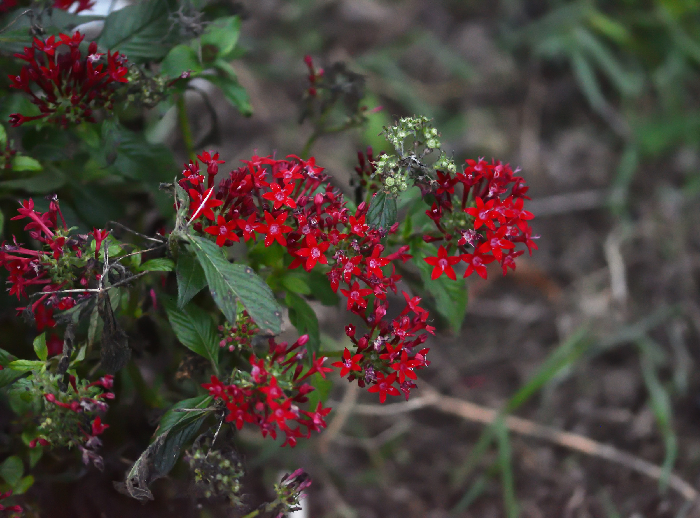 Evidence in the garden ..