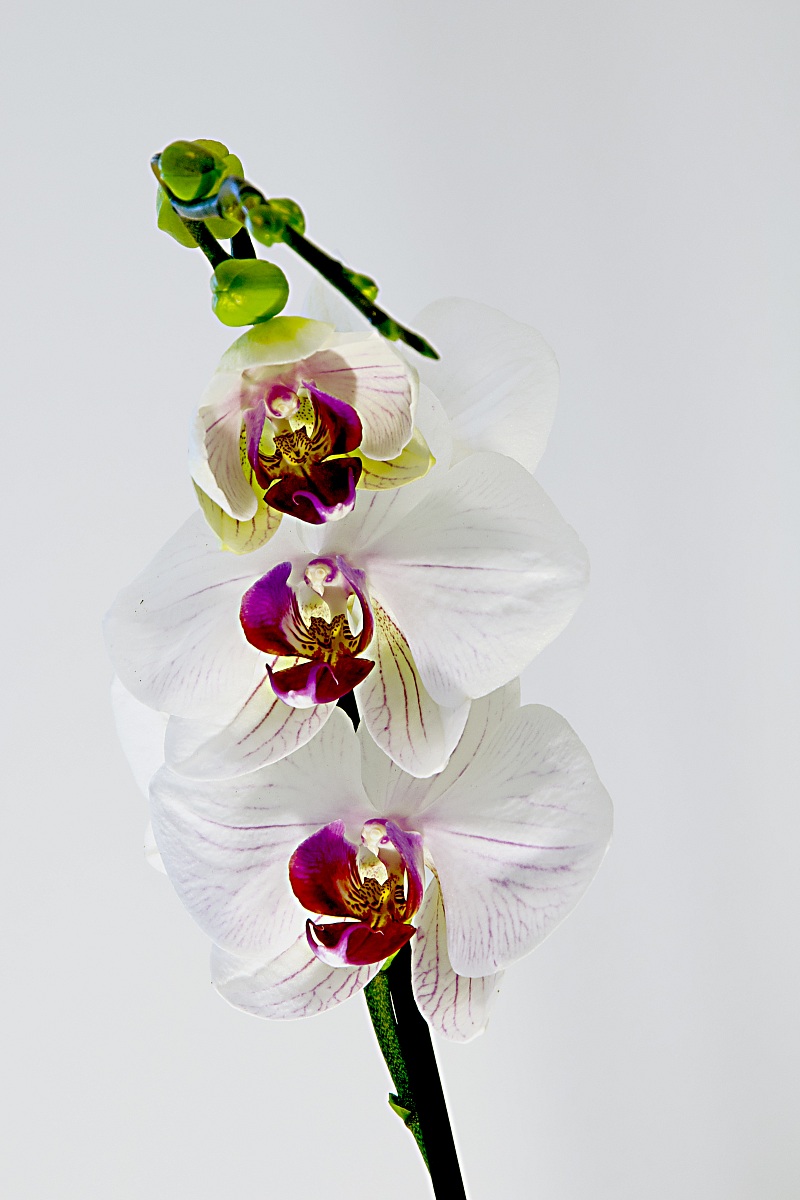 orchid 2