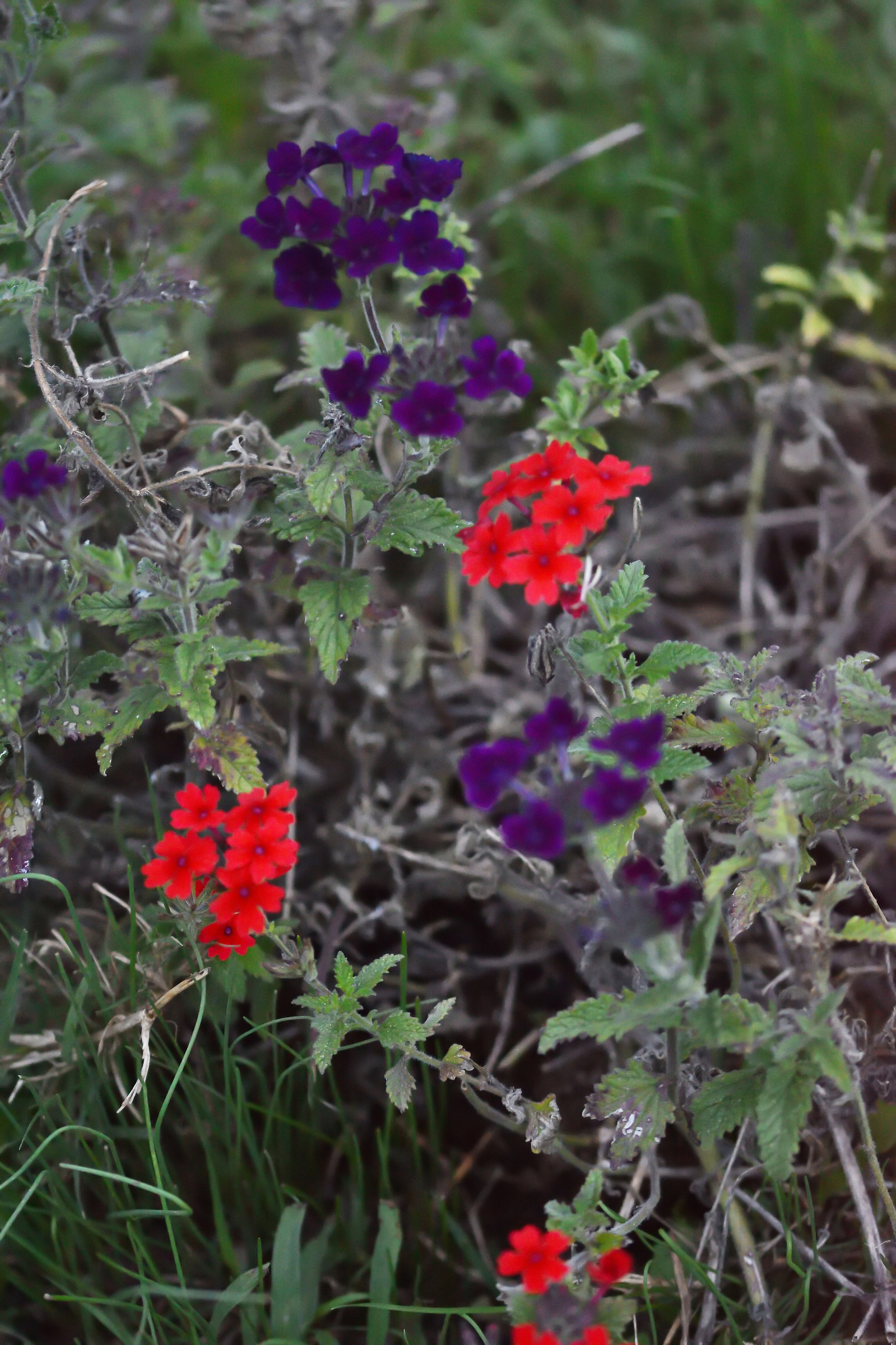 Evidence in the garden ..