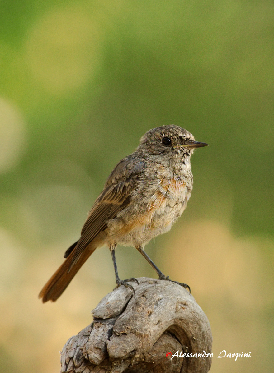 Redstart