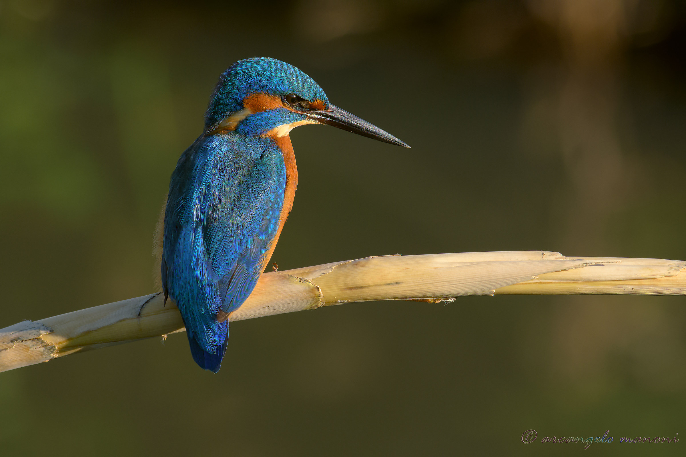 Il signore dalle sfumature blu