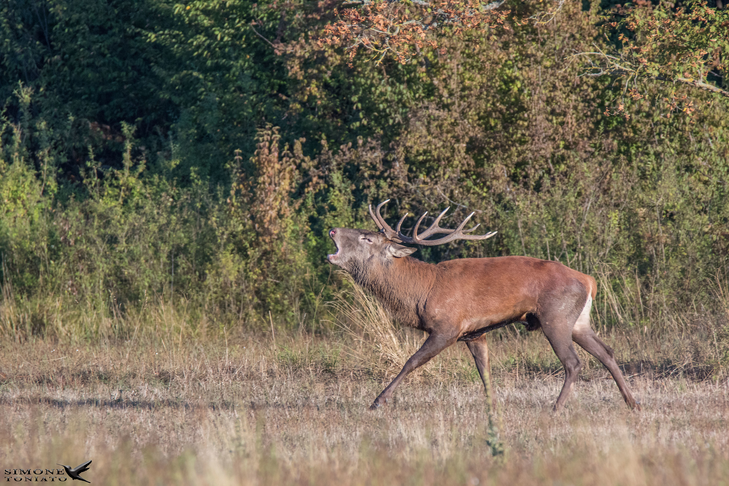 ...di corsa a bramire