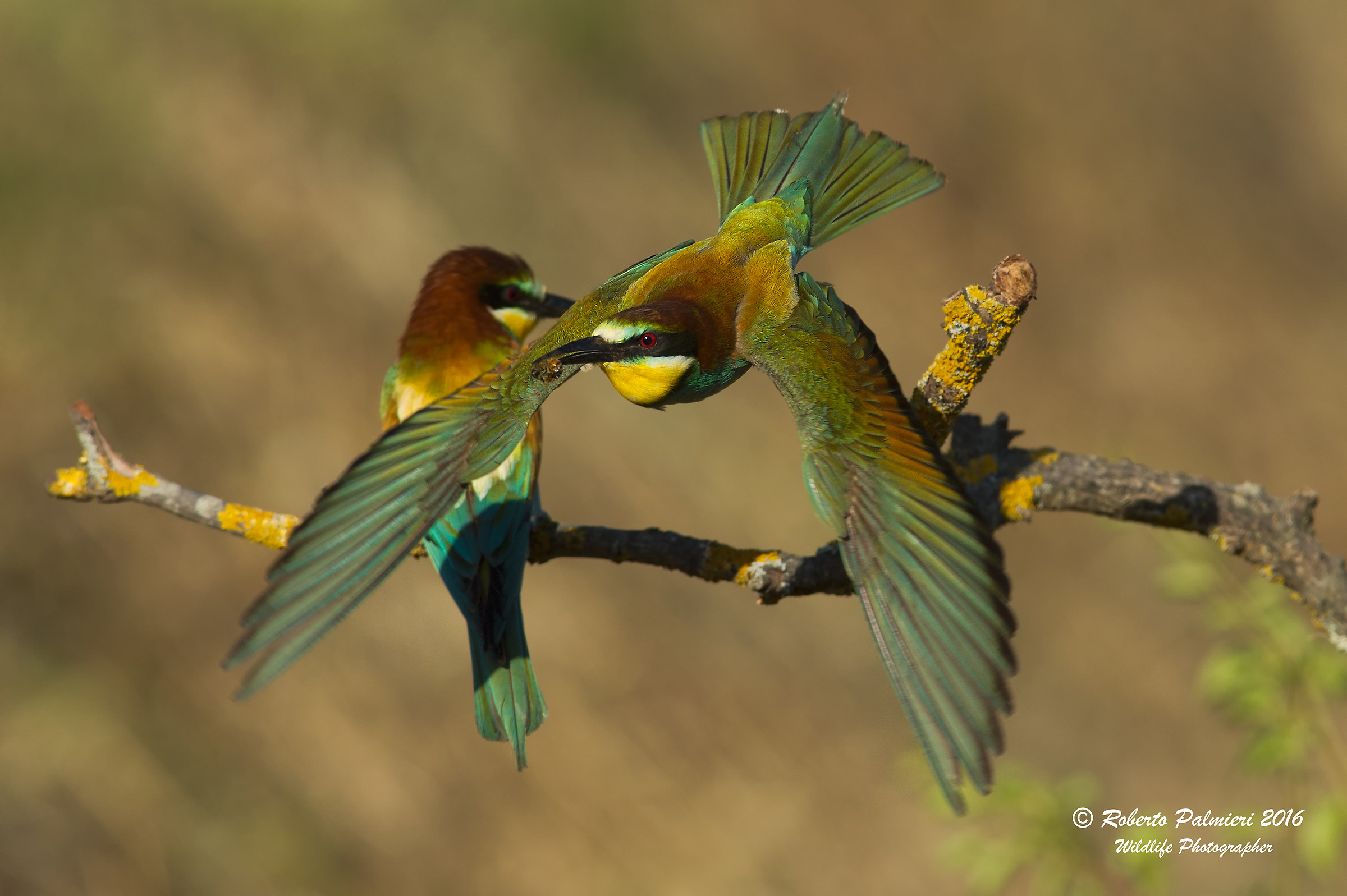 Eater (Merops Apiaster) Detachment