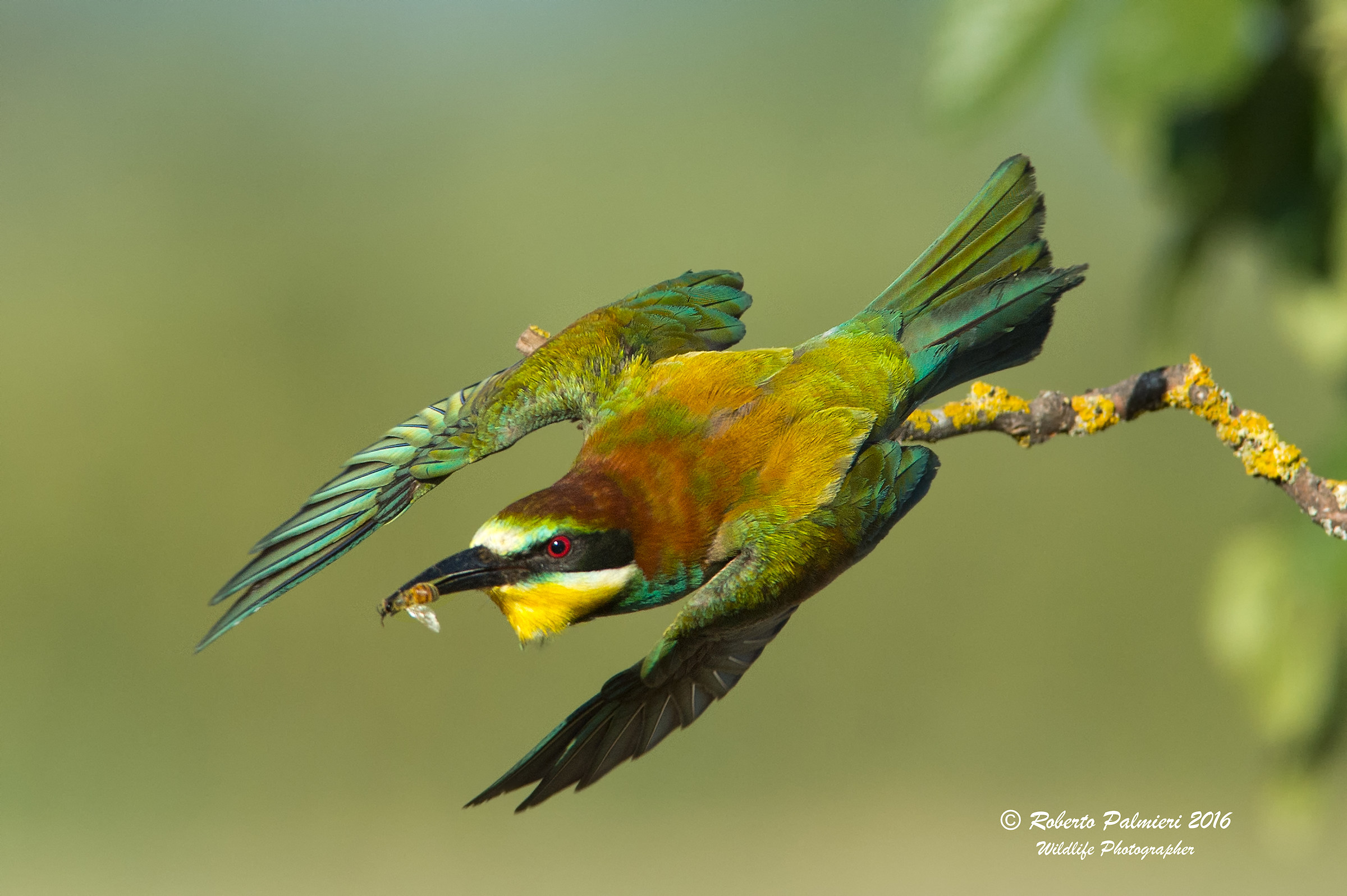Eater (Merops Apiaster)