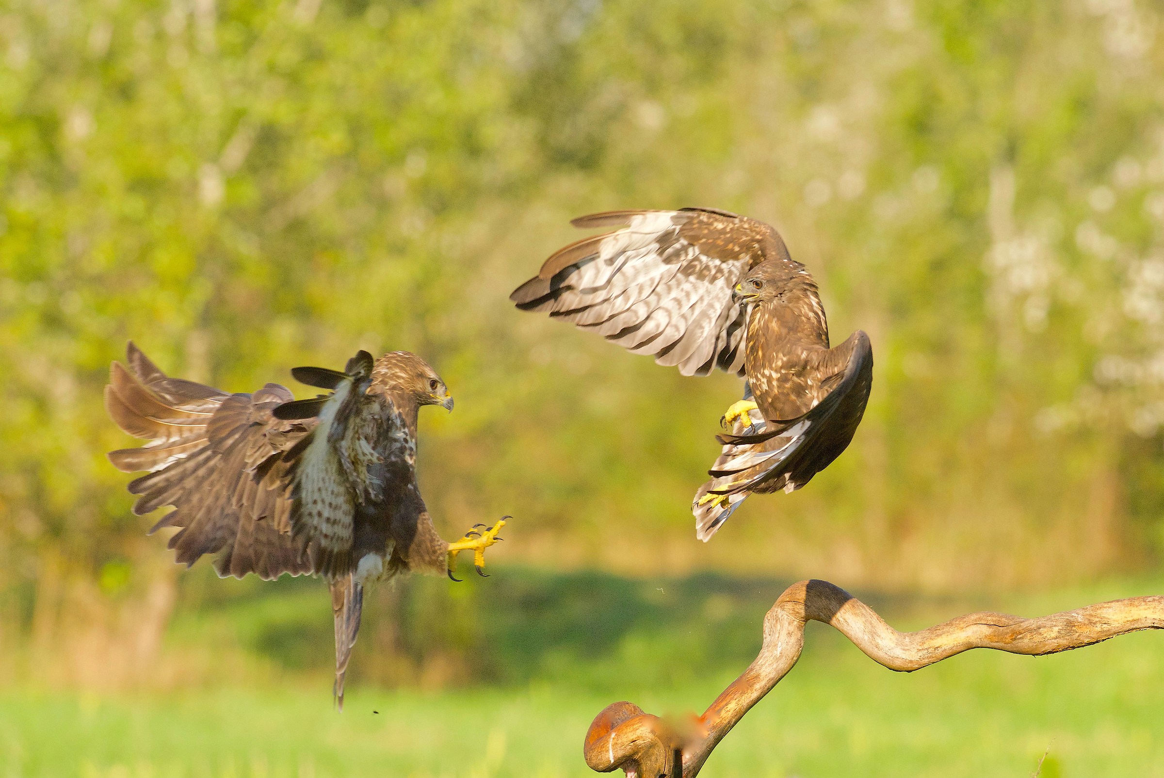 Buzzards competing