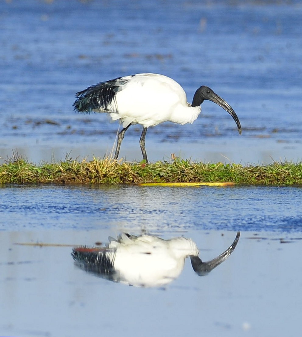sacred Ibis