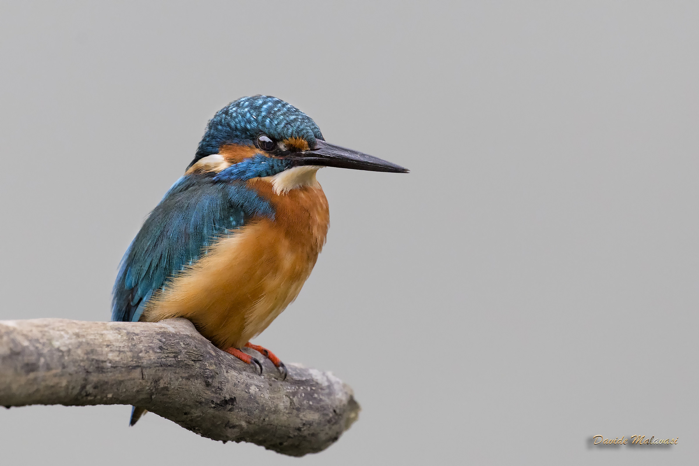 Kingfisher