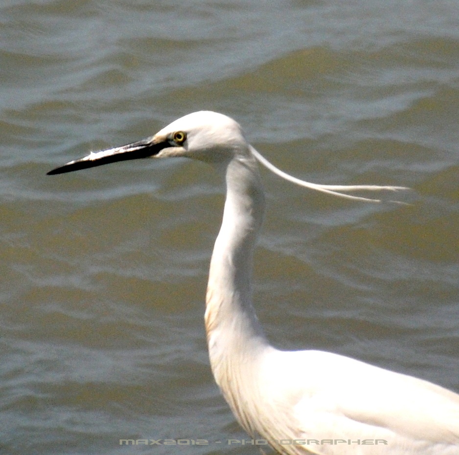 Birdwatching in Italia - Oasi WWF palude La Vela