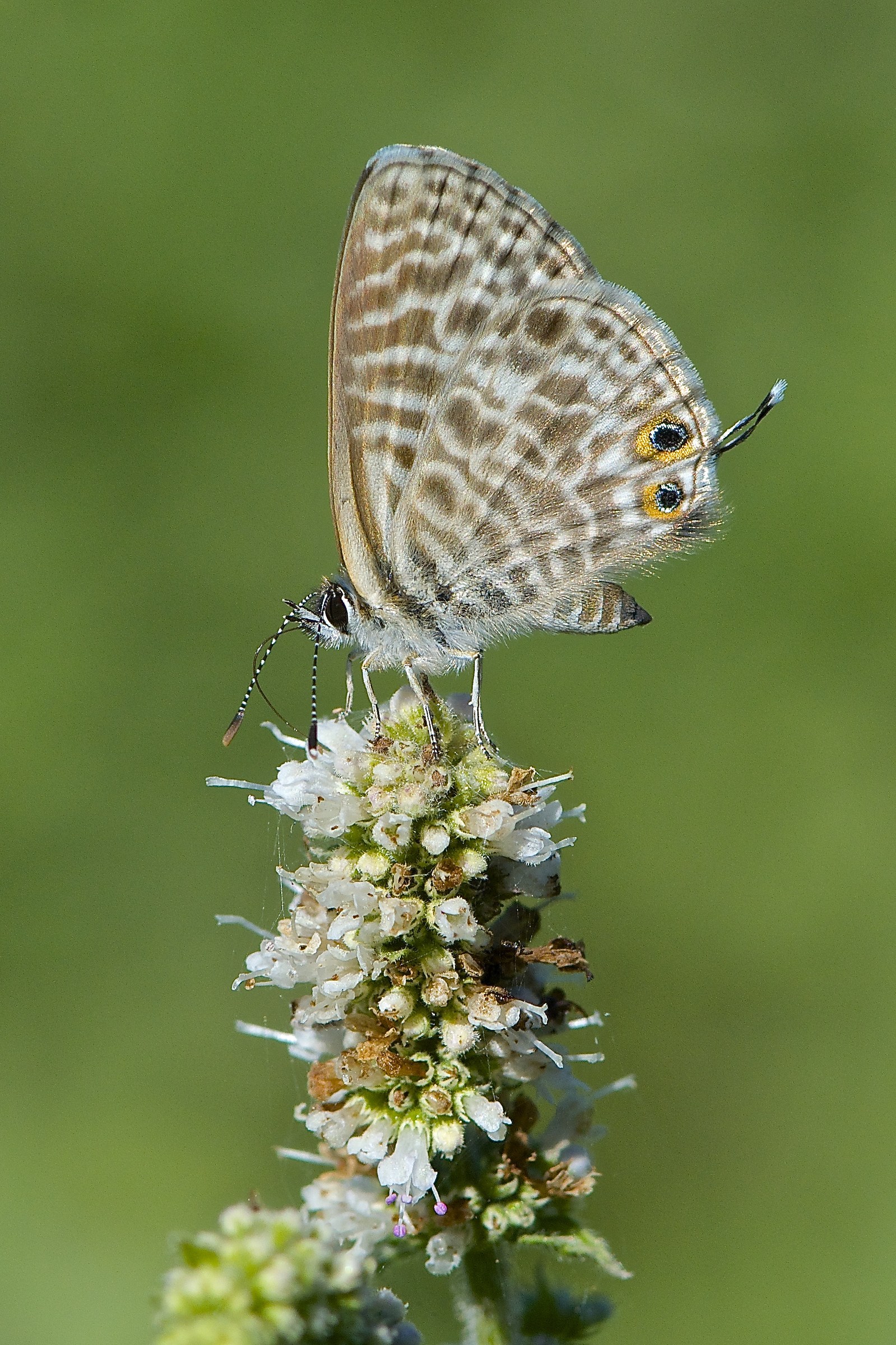 Leptotes pirithous
