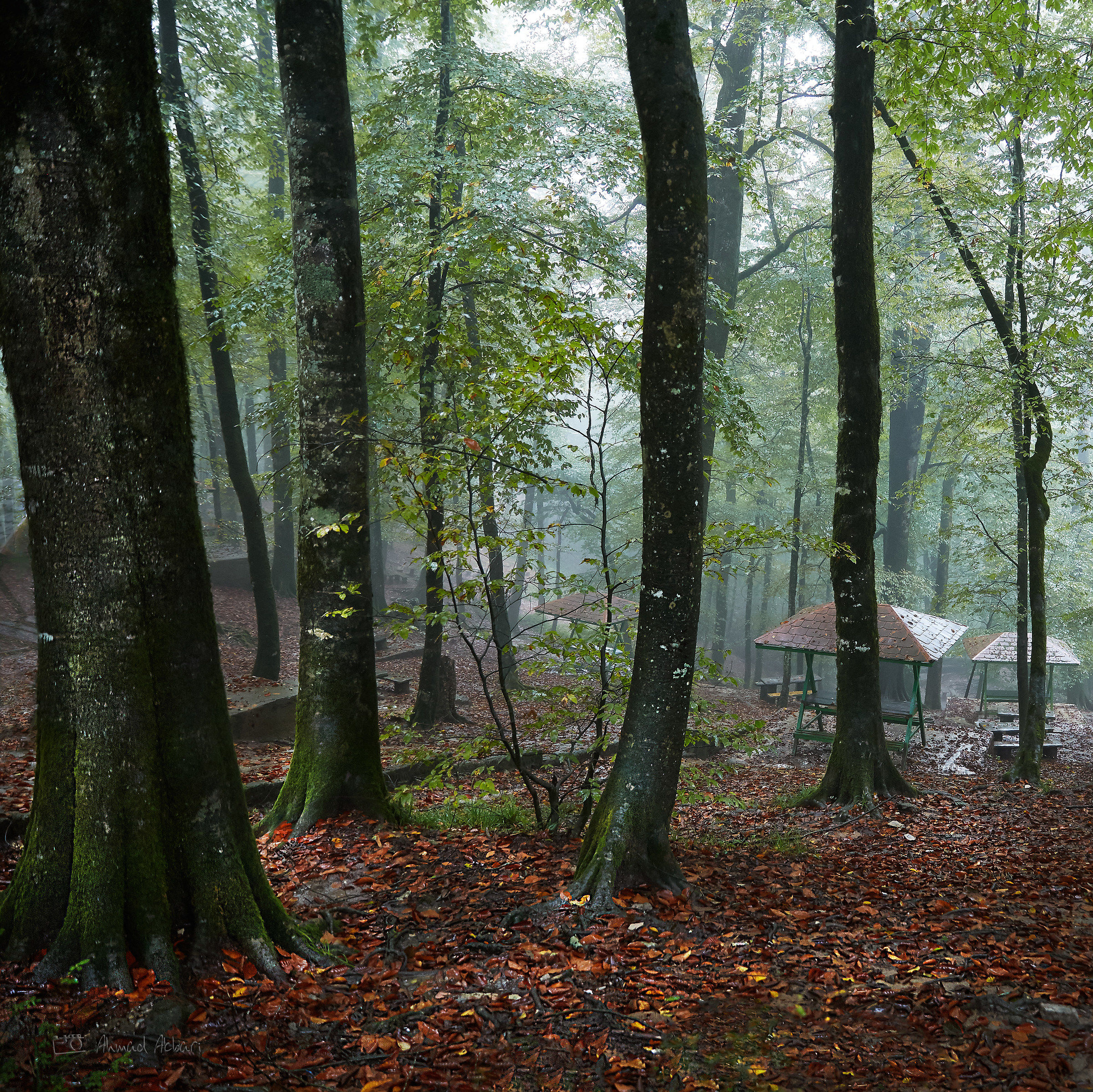 The Rain and the Mist