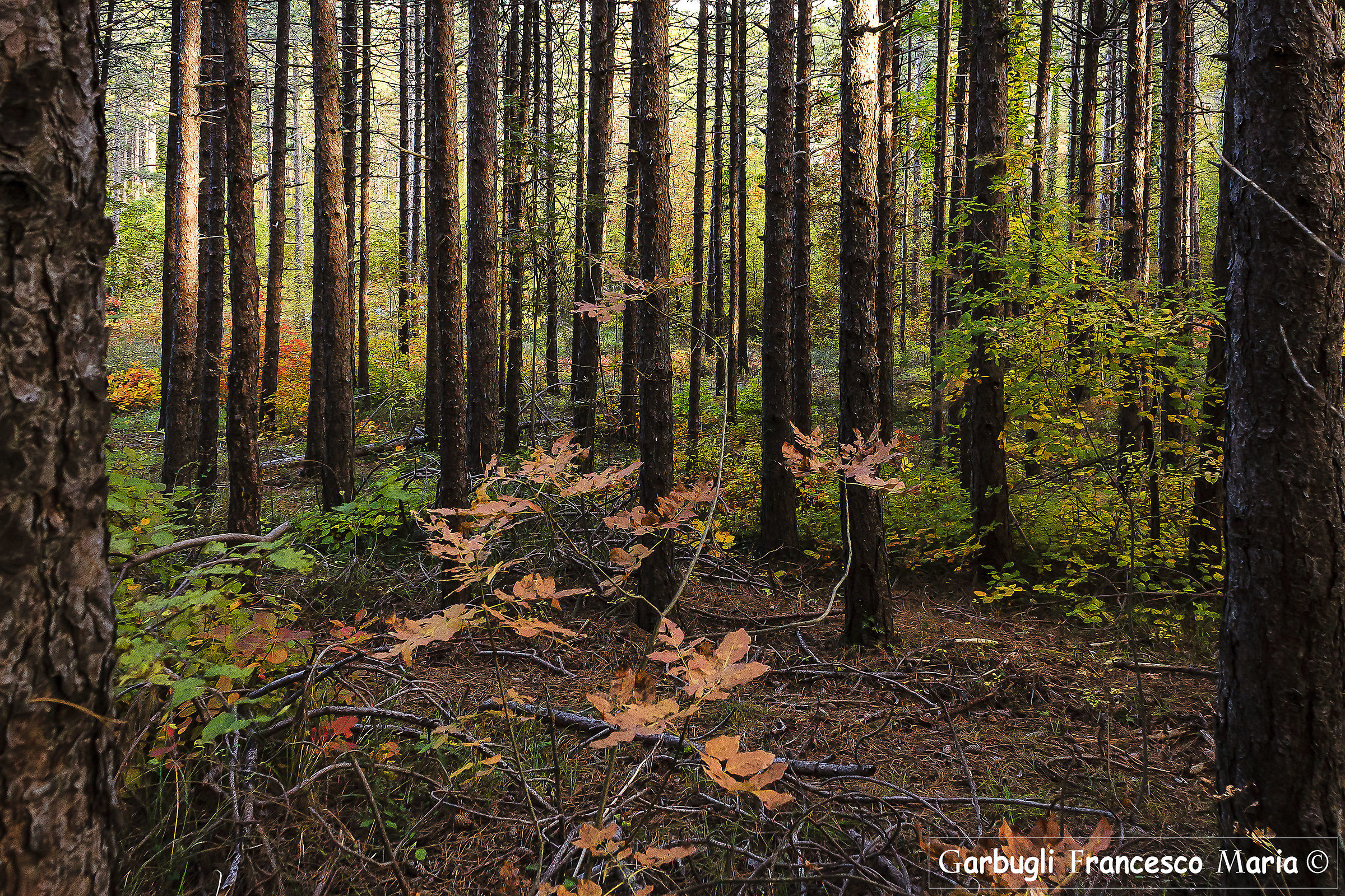 Linee parallele in autunno.....