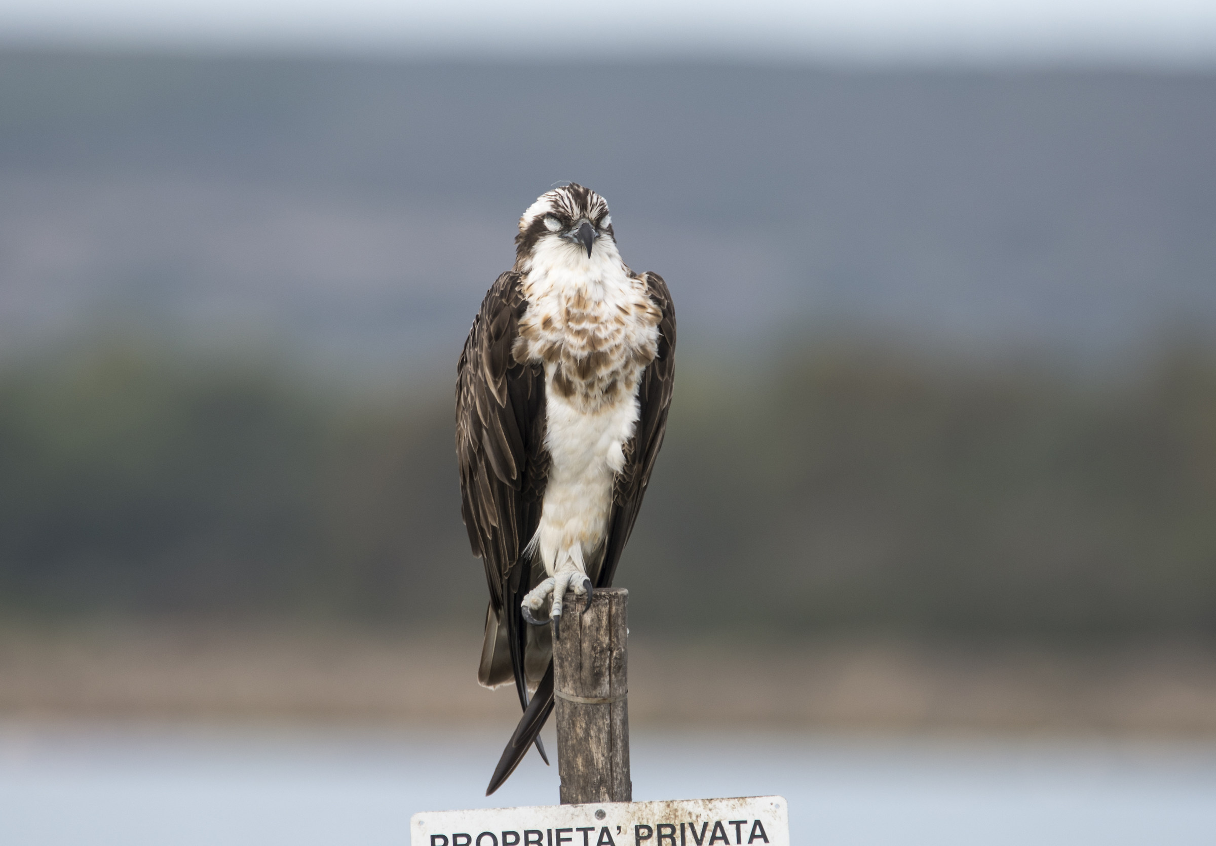 heys shut - tendine sincronizzate