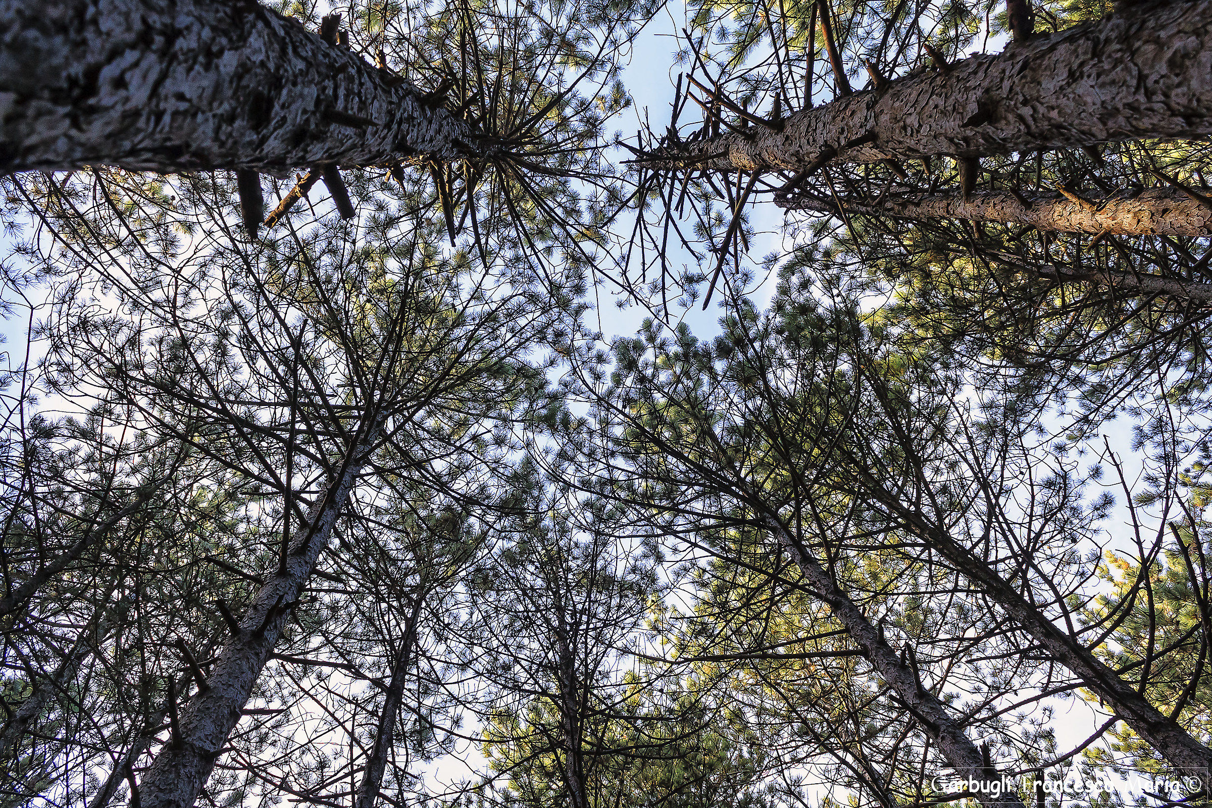 Linee convergenti in autunno.....