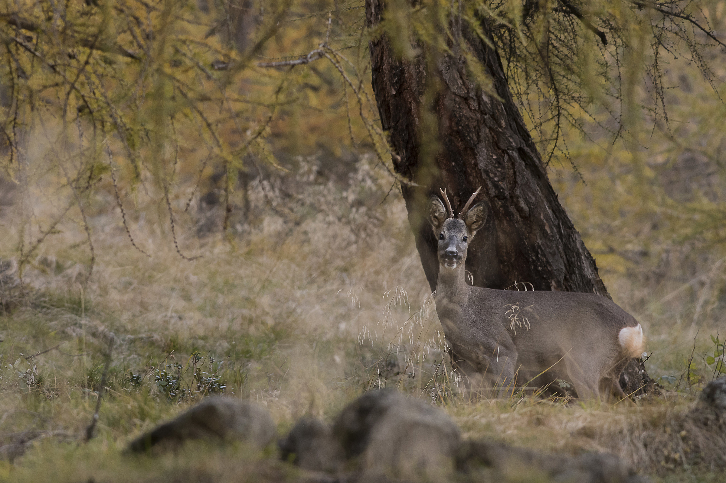Encounter between larches ...