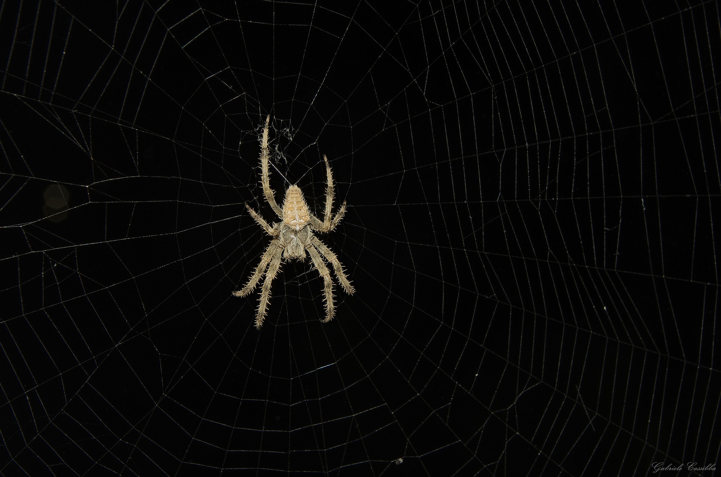 spider (you know that spider is?)