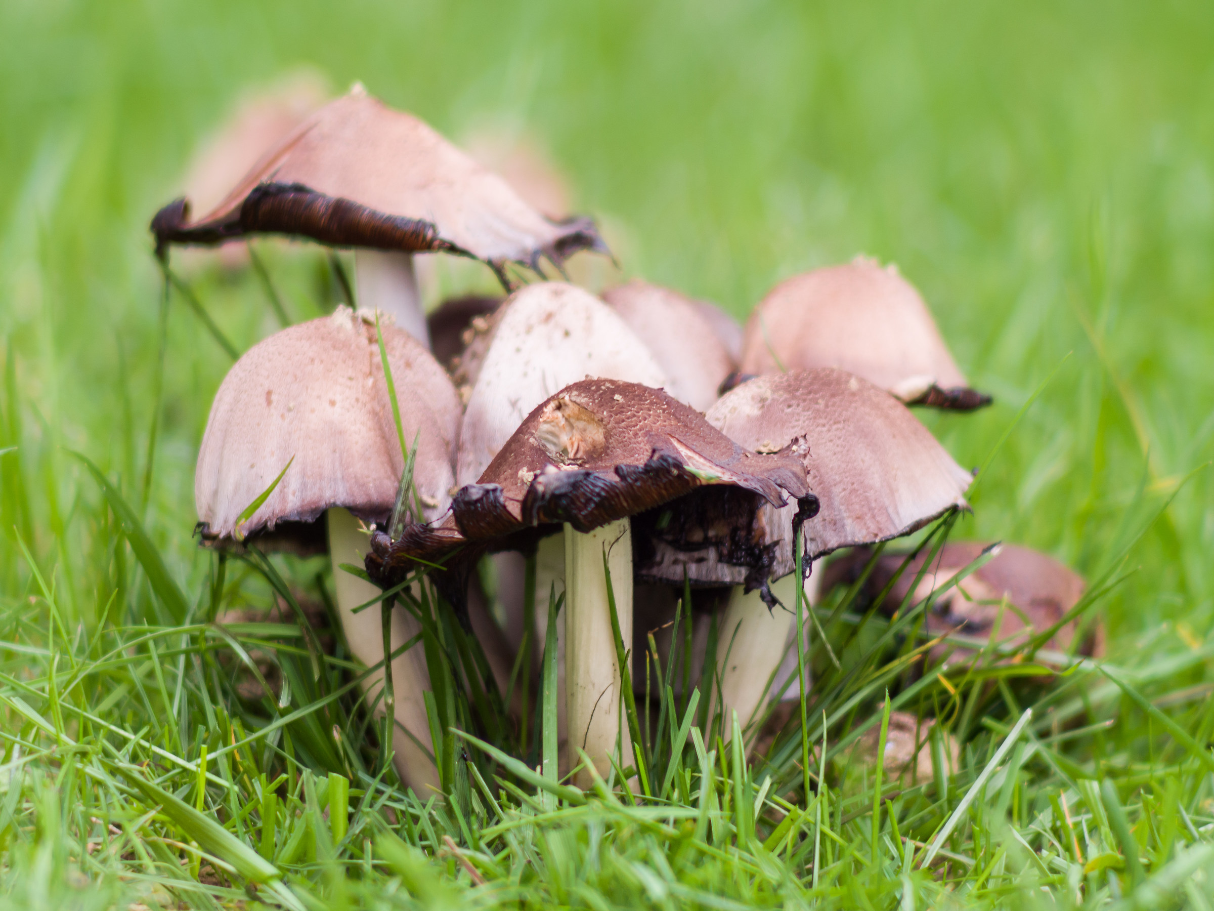 Mushrooms - Try Pentacon