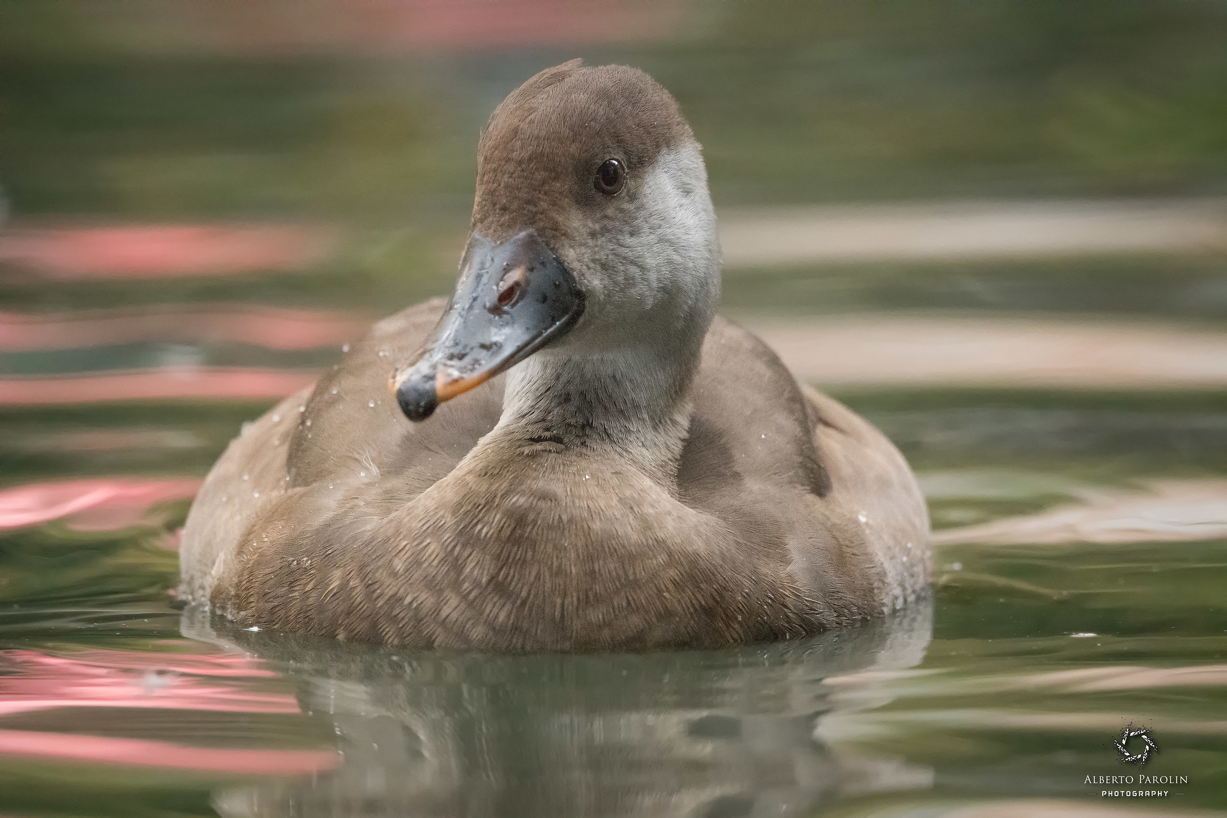 Portrait of a young mallard (test)