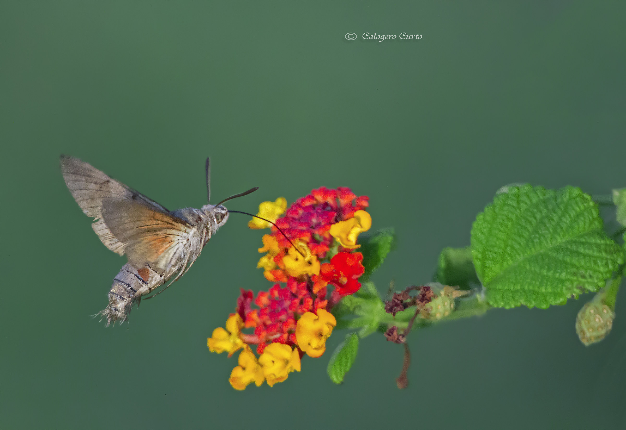 hummingbird moth