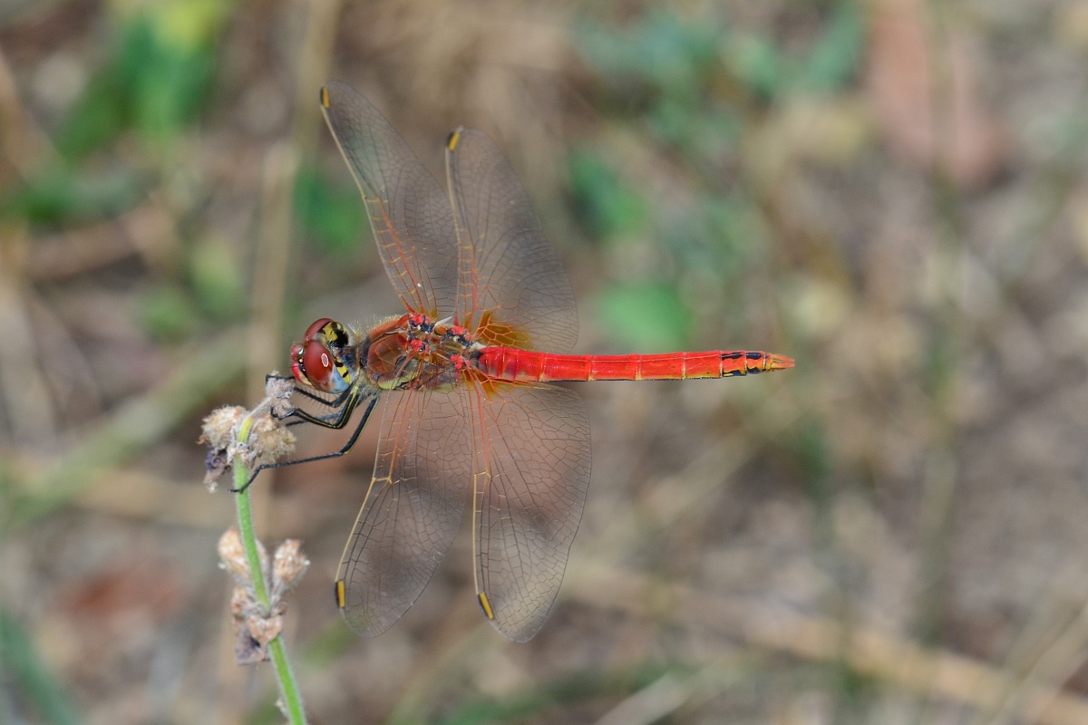 Sympetrum fonscolombii