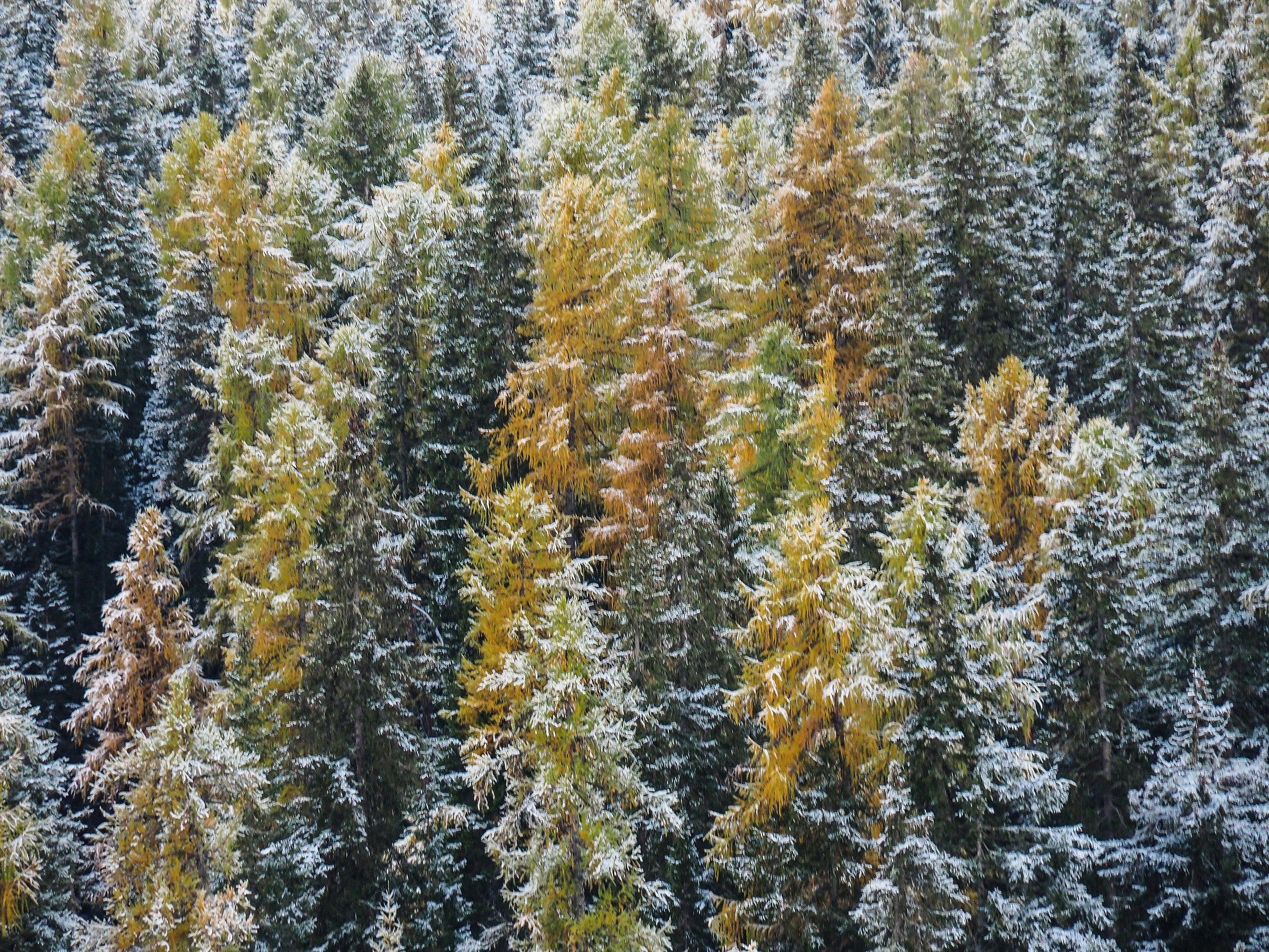 A day atunno towards lafo Pillowcase 1