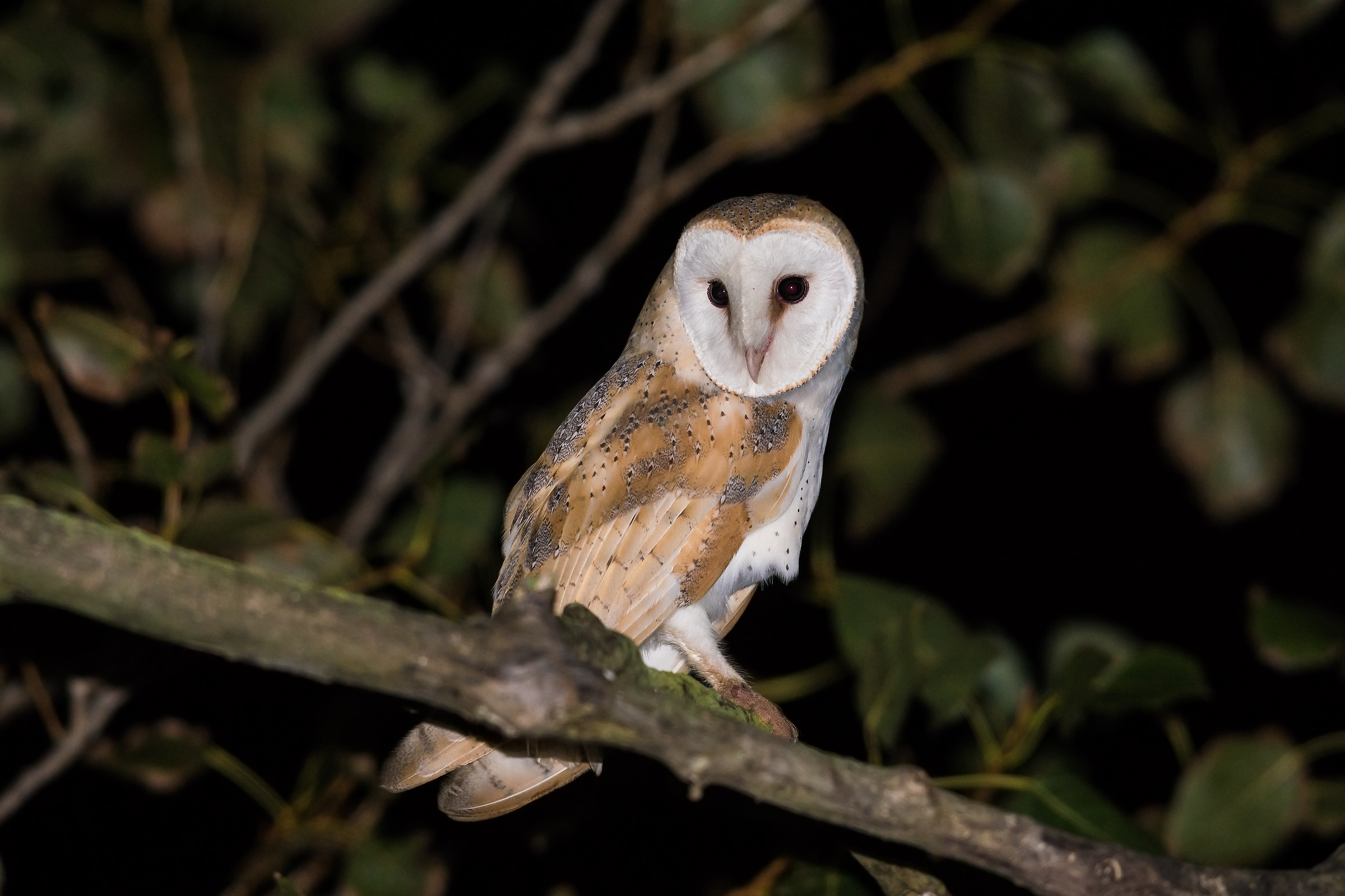 Tyto alba
