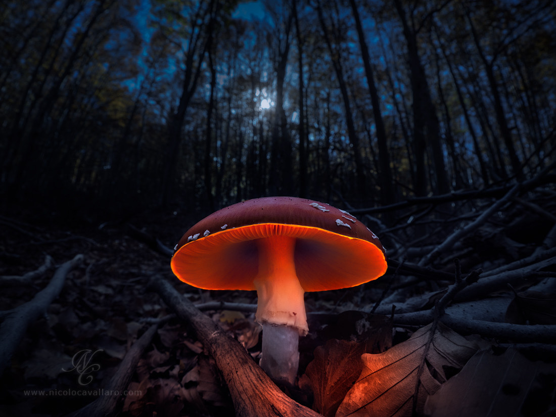 Magic mushrooms - Amanita muscaria: hallucination?