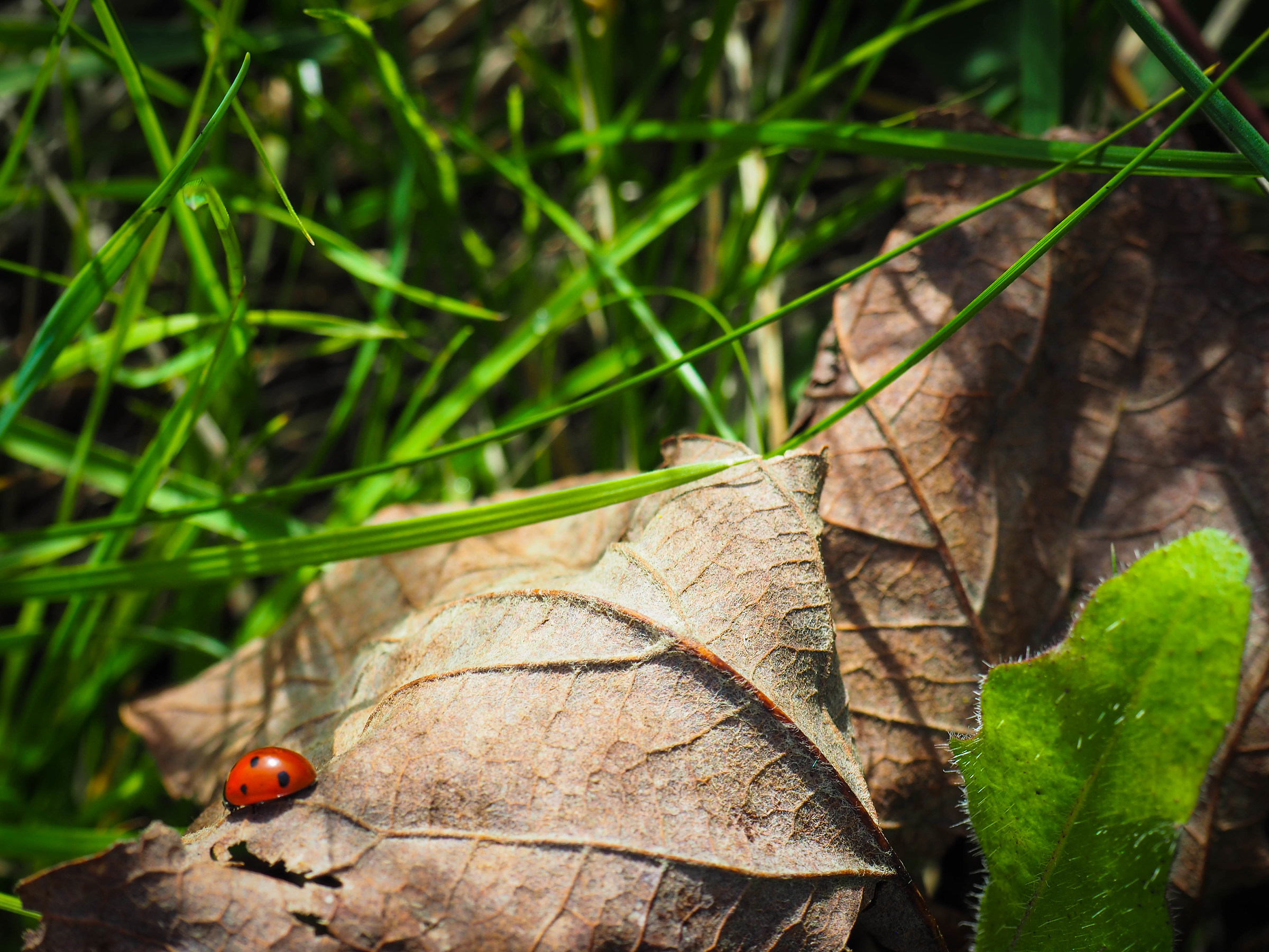 Little ladybug
