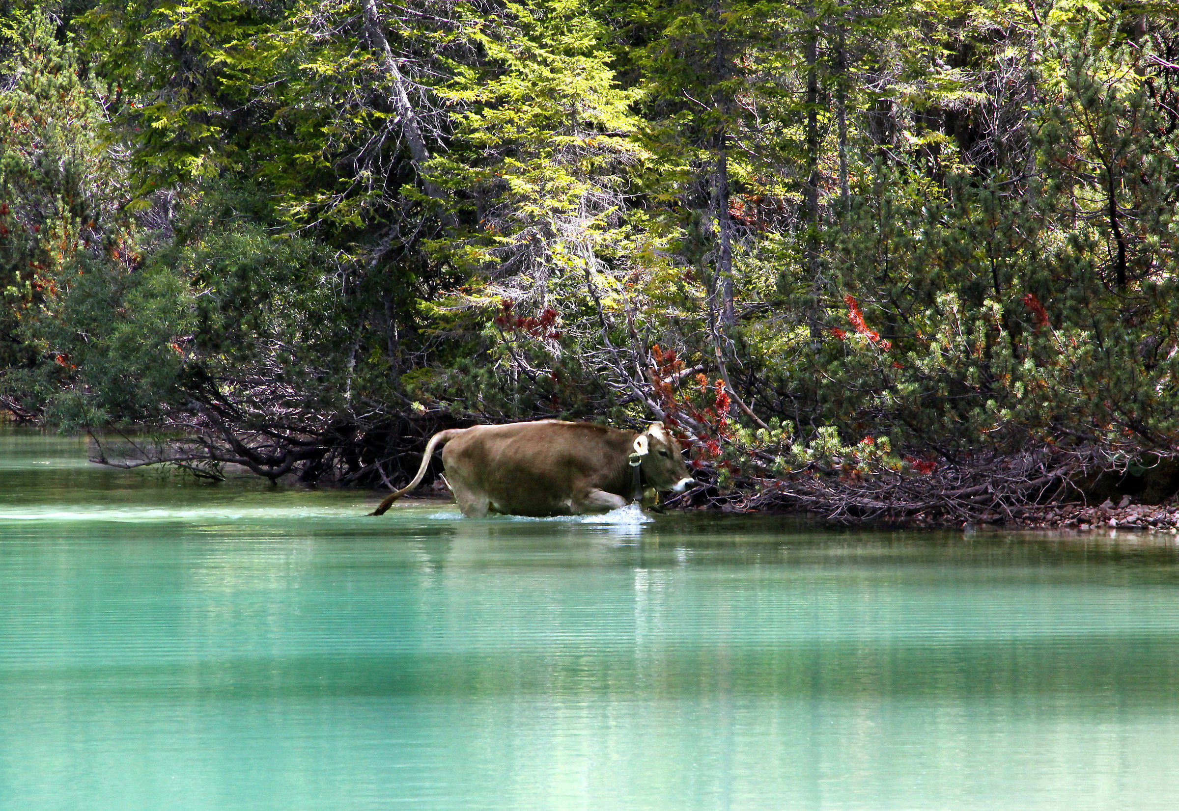 swim in the lake of Braies