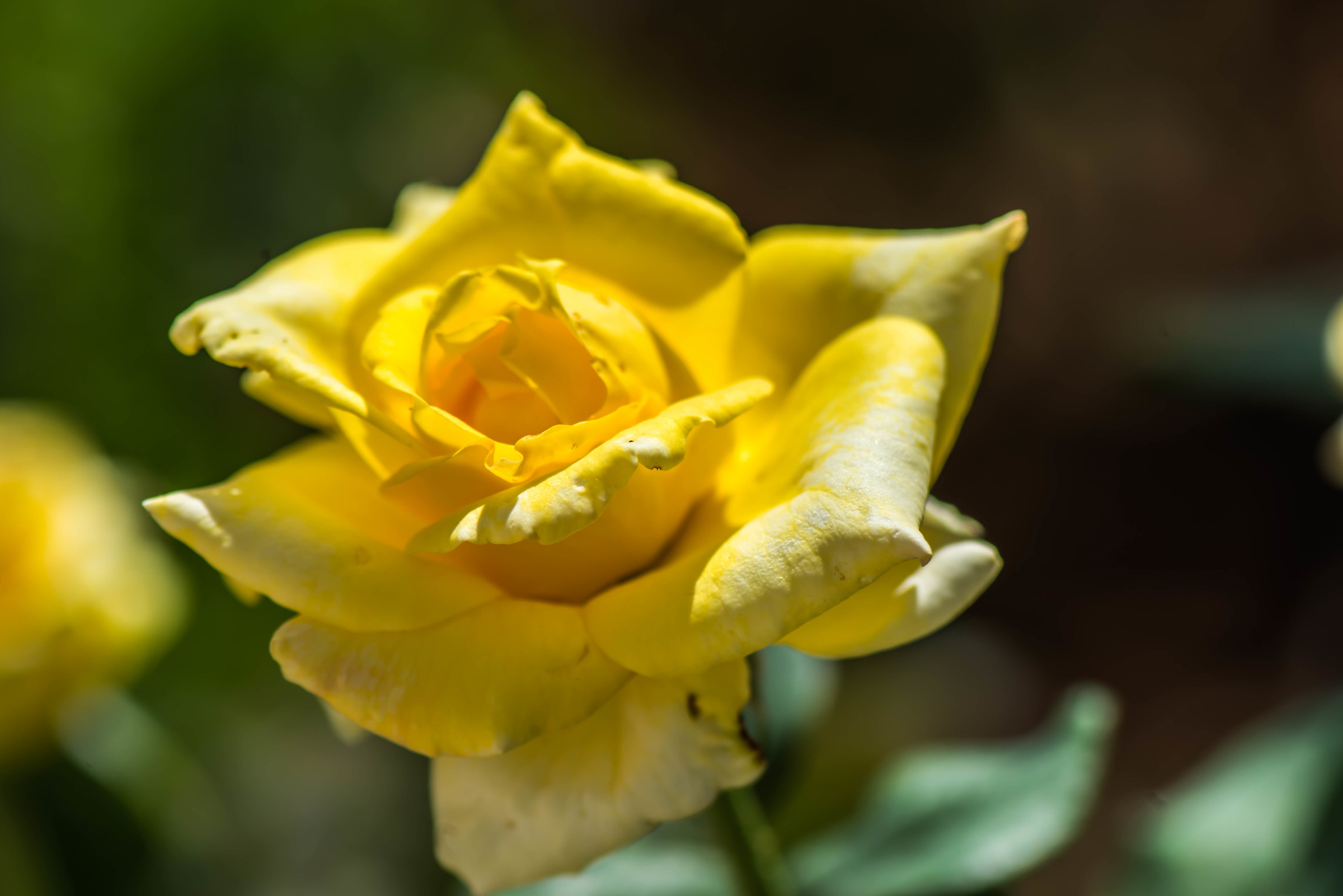 Yellow Rose