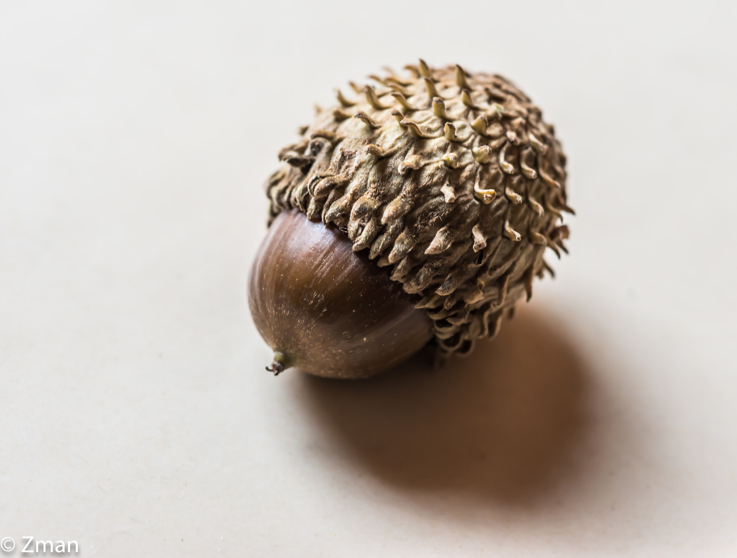 Acorn
