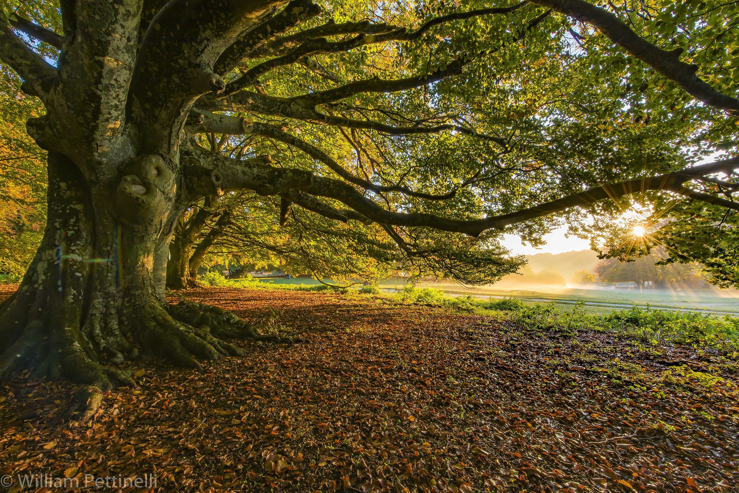 Beech wood of Canfaito