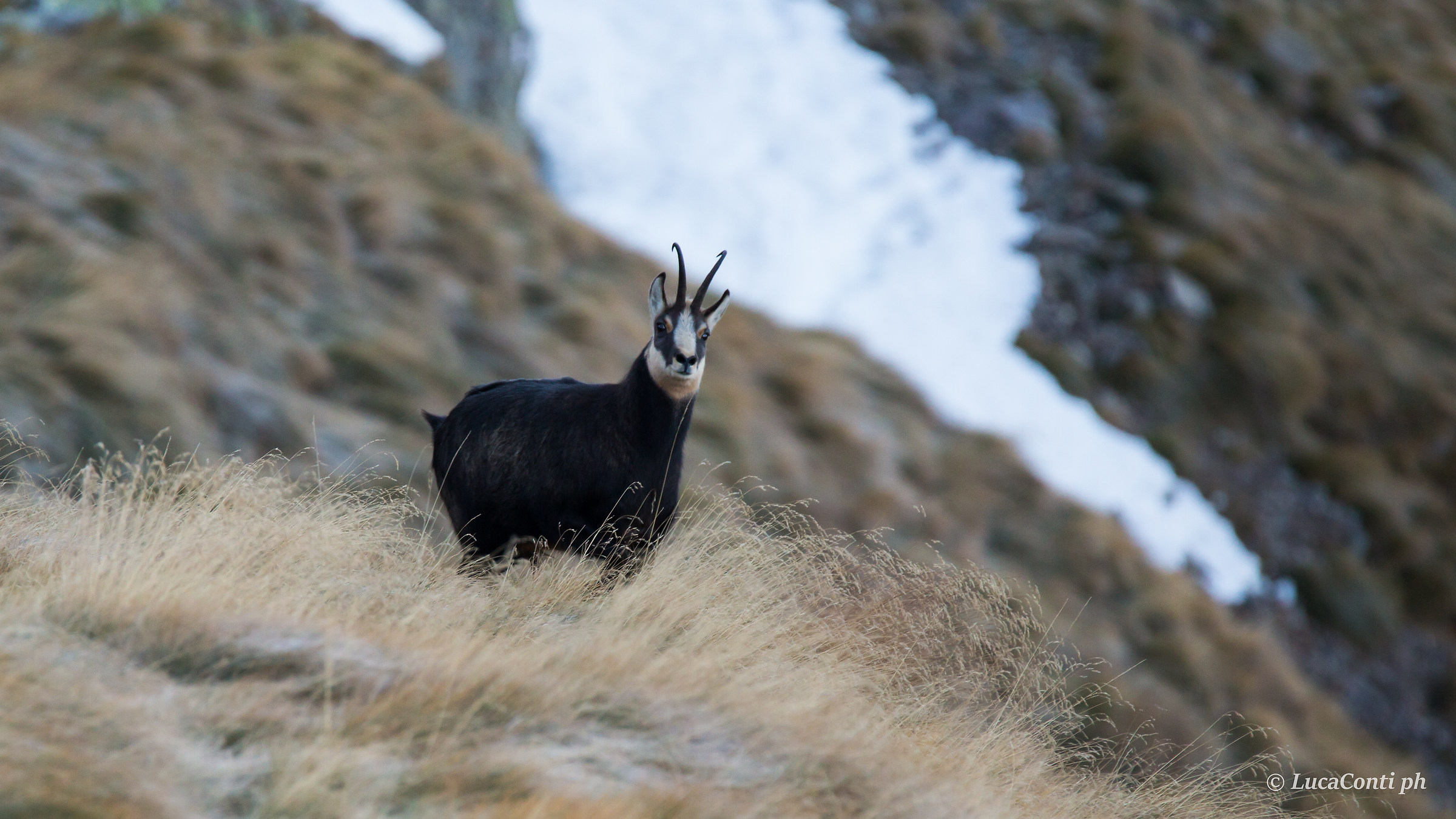 Maschio di Camoscio Alpino (rupicapra rupicapra)