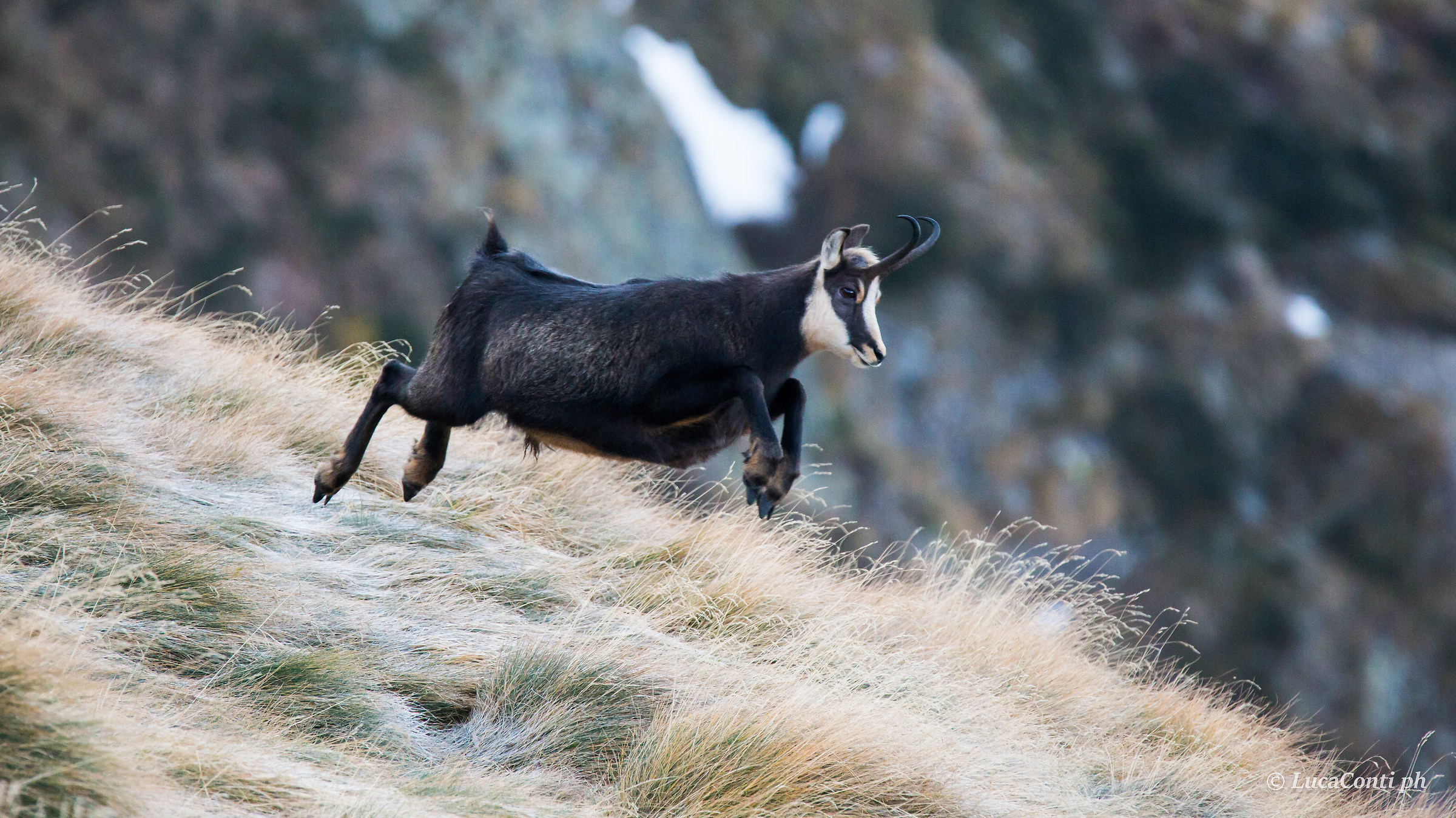 Maschio di Camoscio Alpino (rupicapra rupicapra)