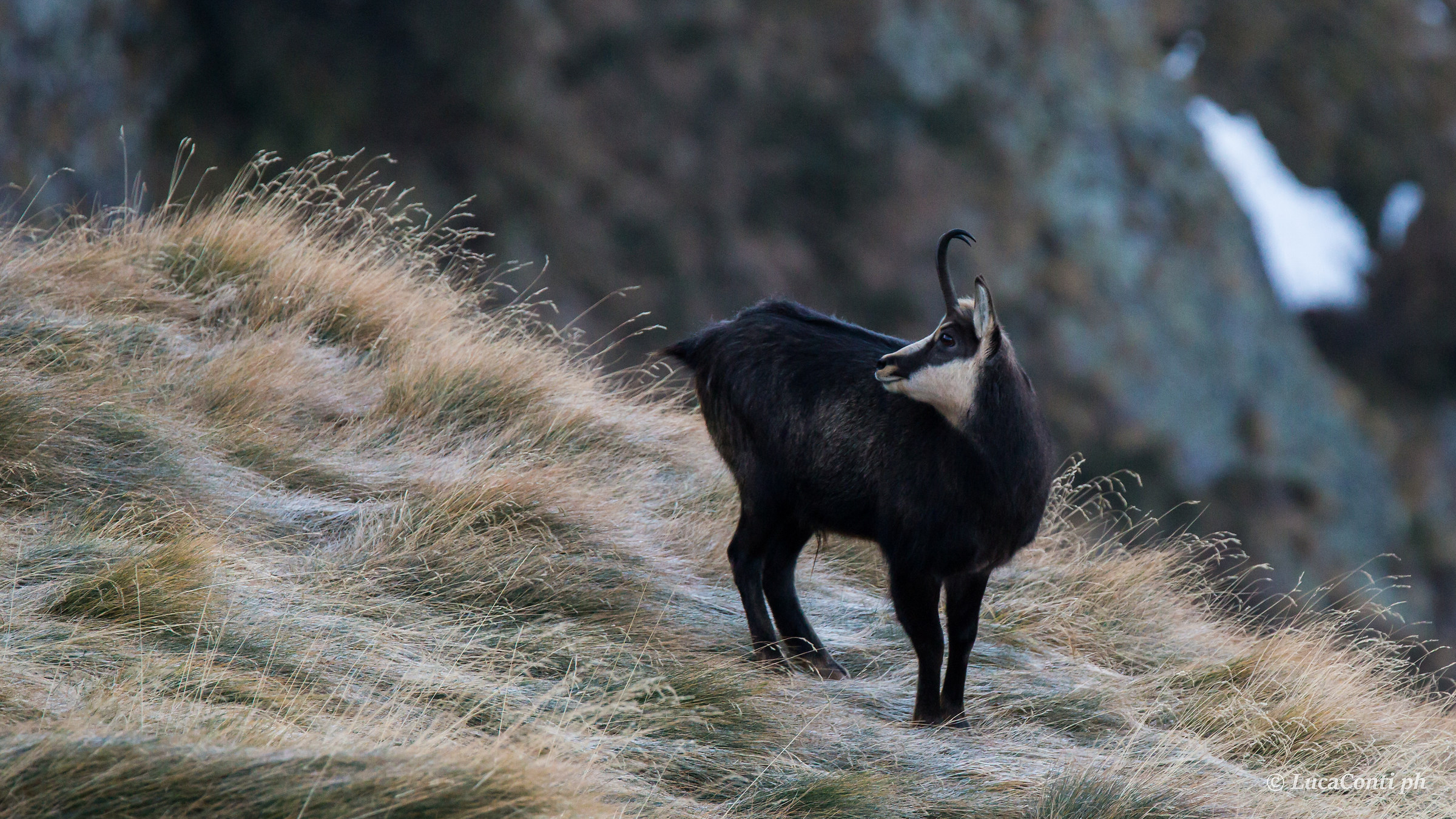 Maschio di Camoscio Alpino (rupicapra rupicapra)
