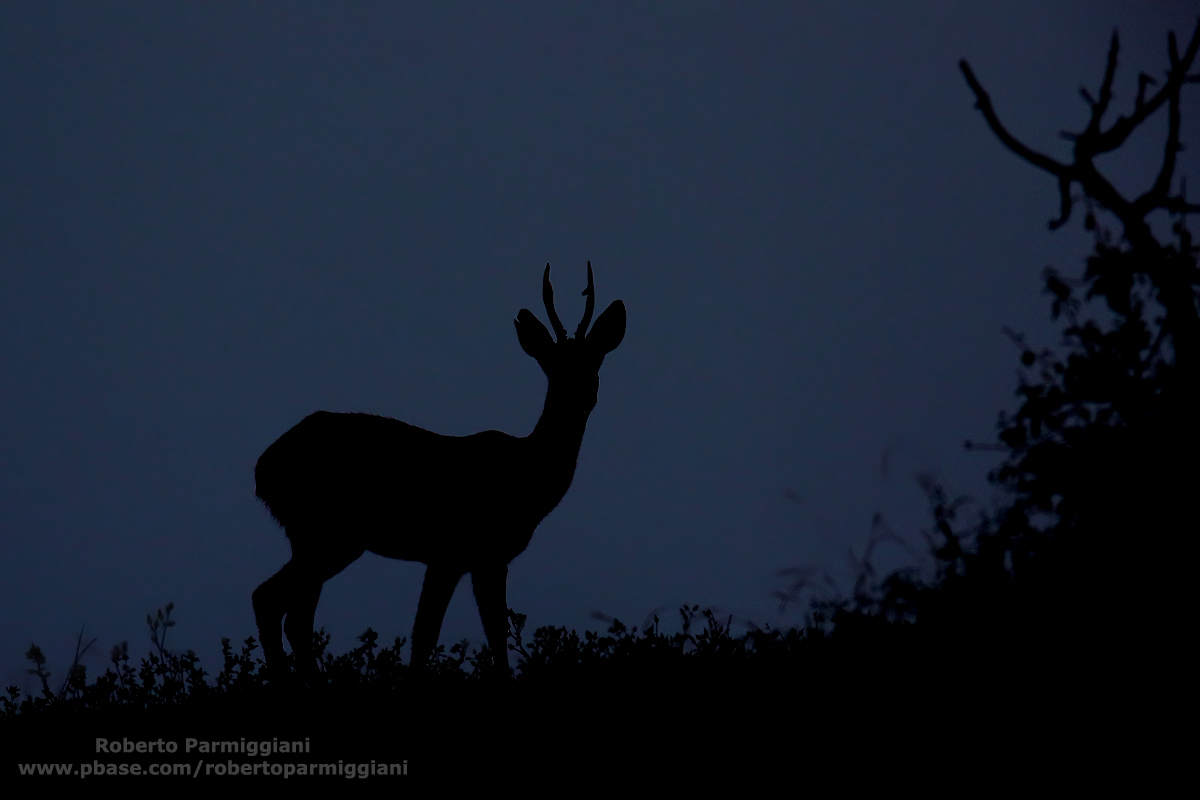 Attendance in darkness'