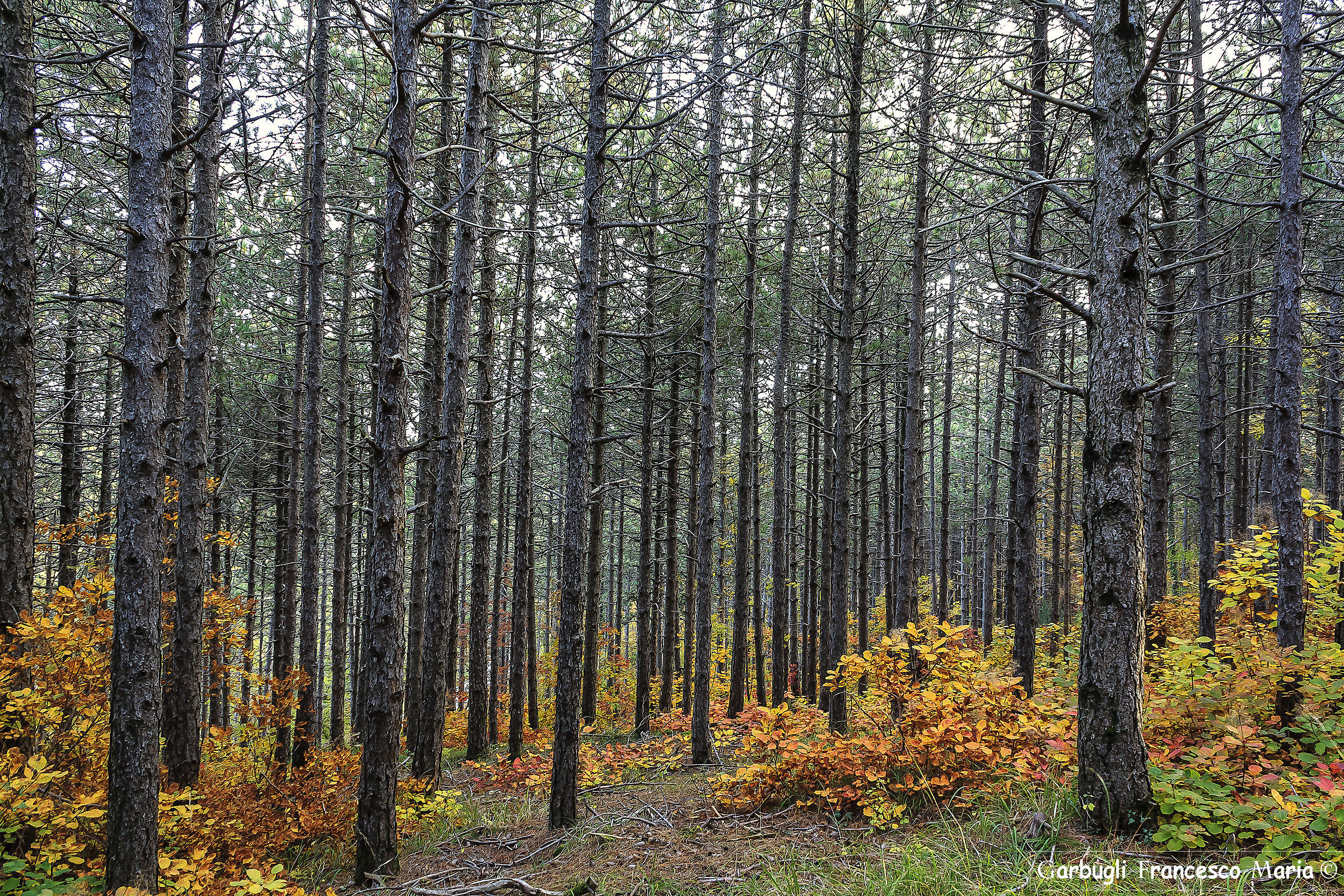 Pattern autunnale...