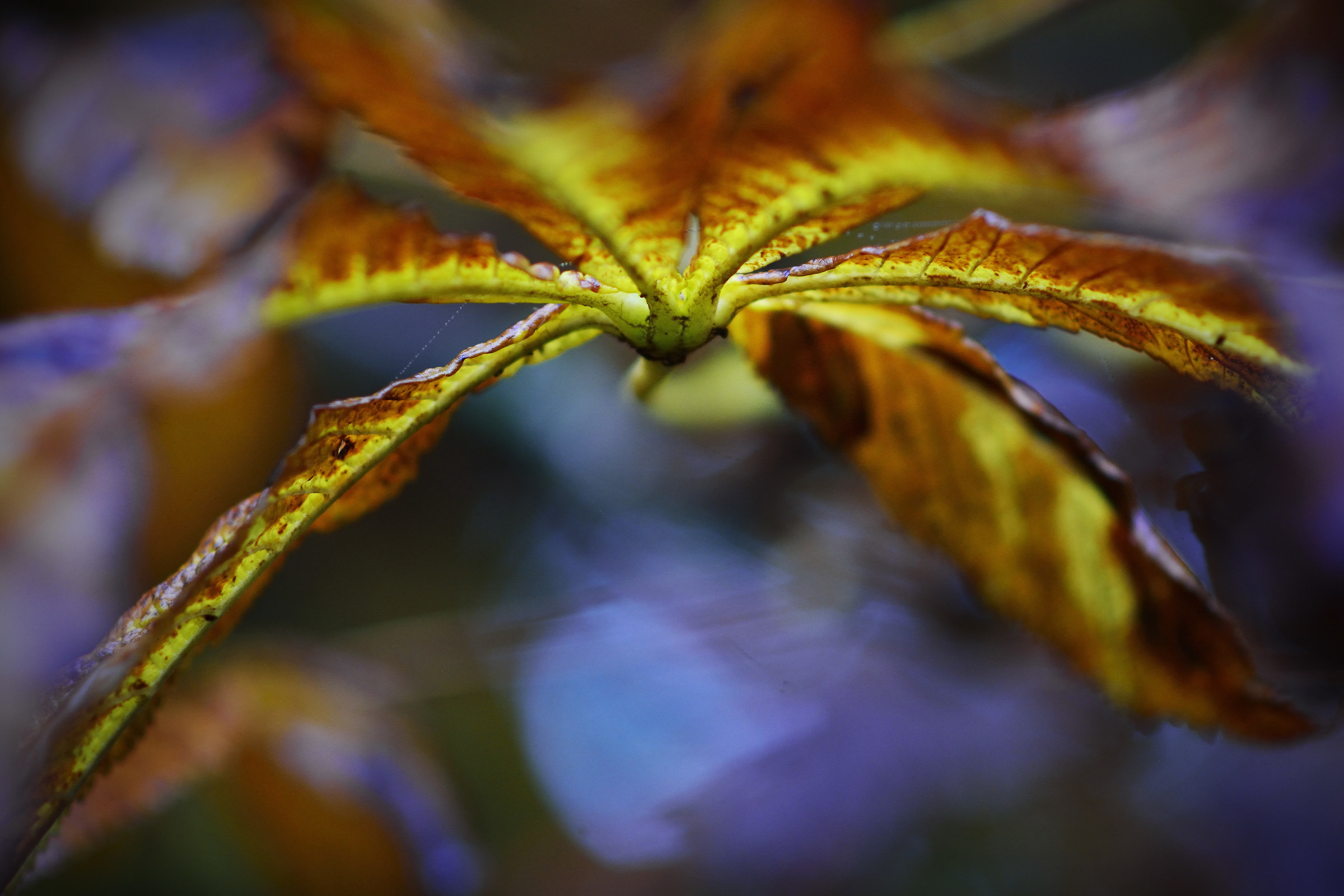 The Monster In the Autumn Leaves!