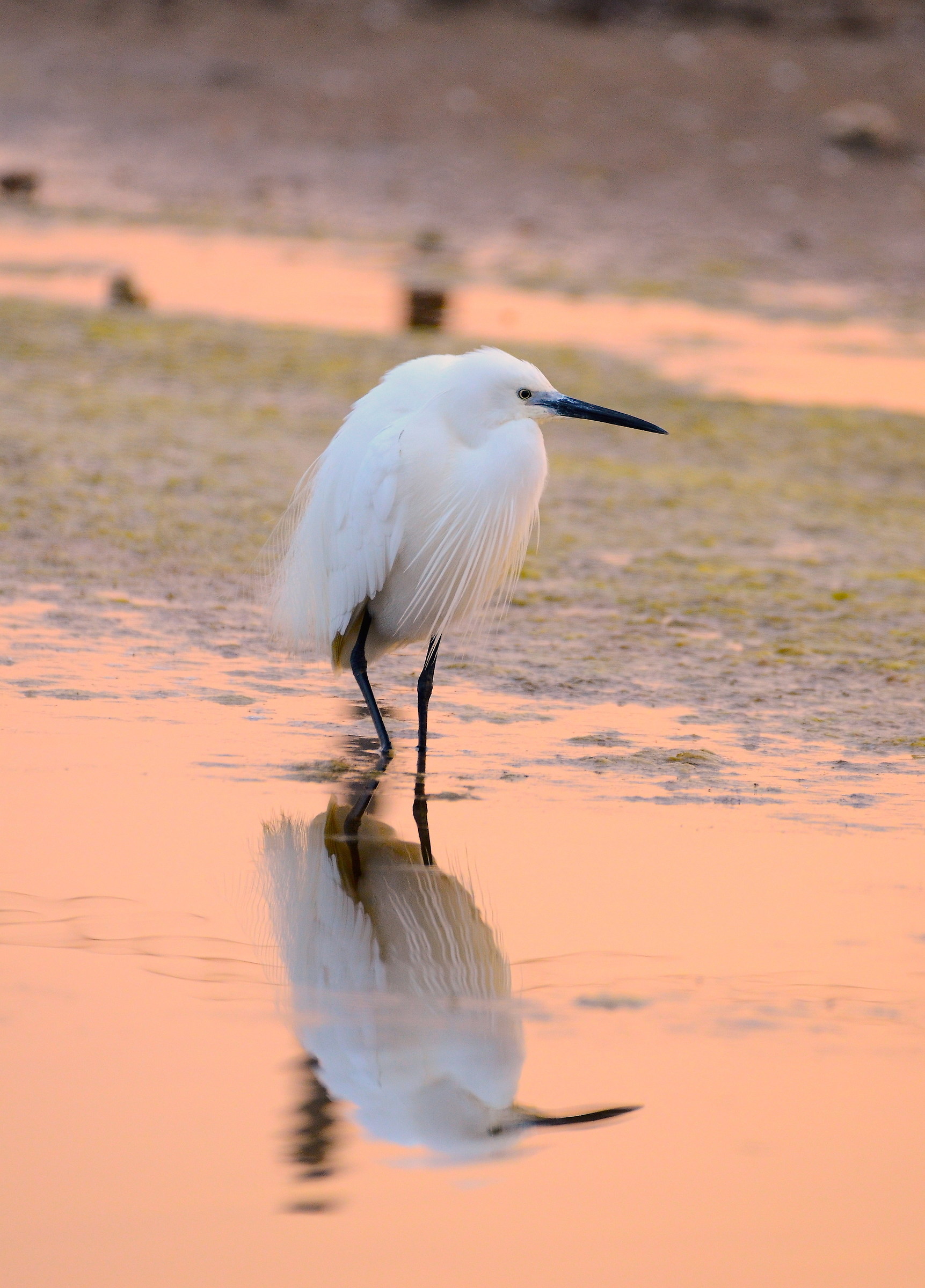 Egret at dawn ....