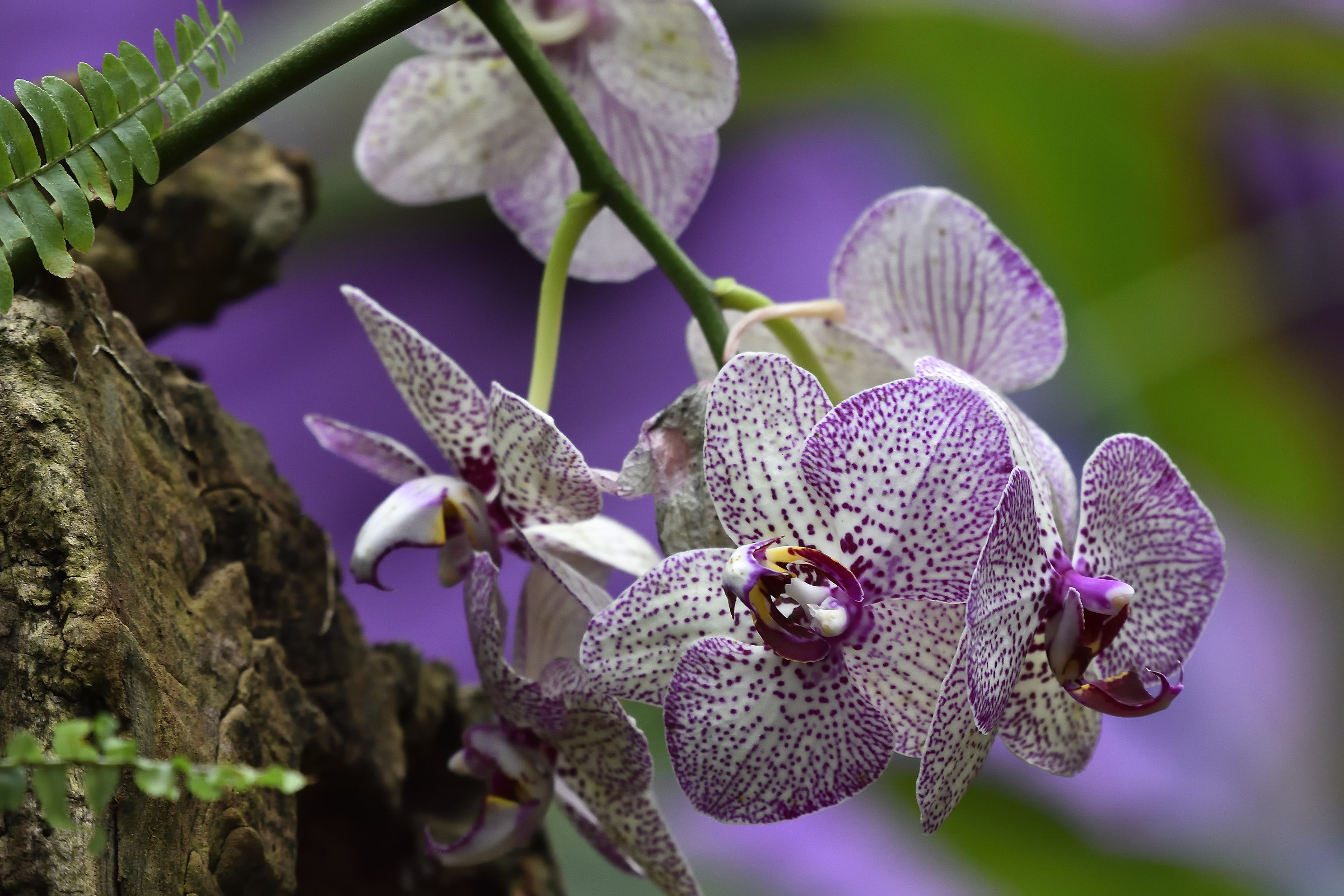 ... Beautiful flowers ...