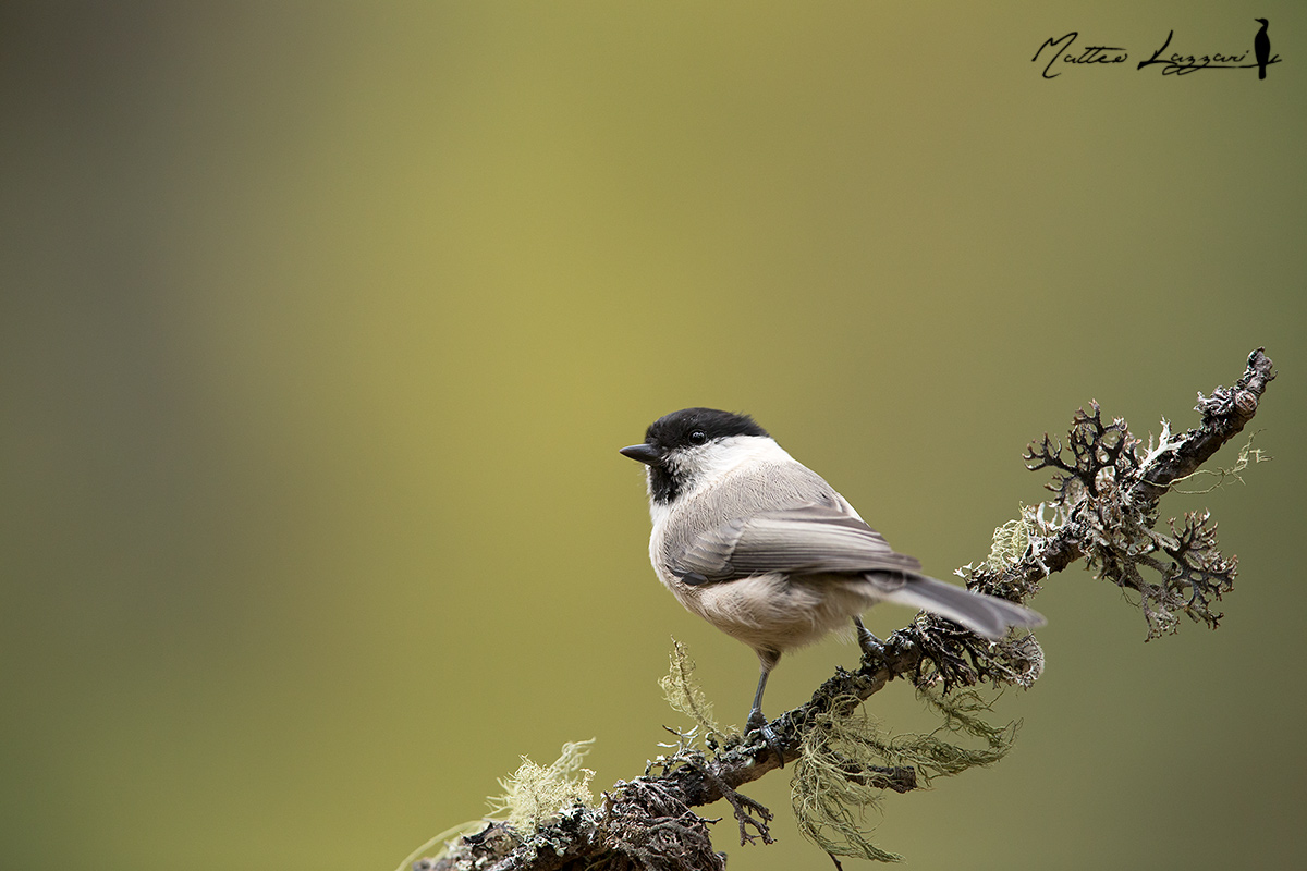 Cincia bigia alpestre