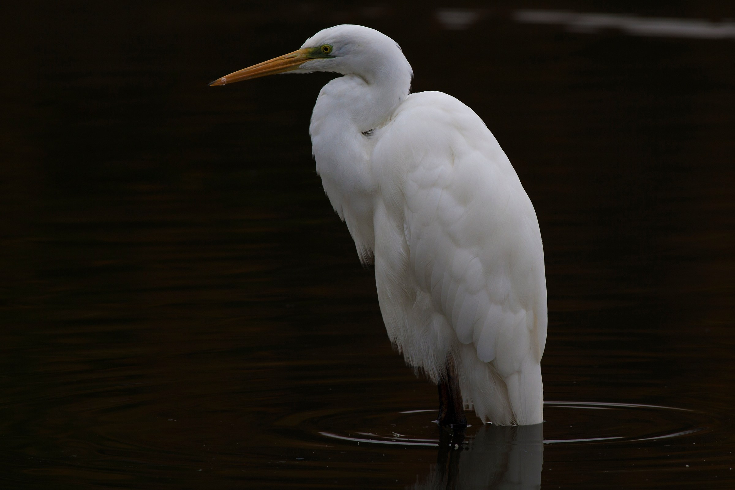 Airone bianco maggiore