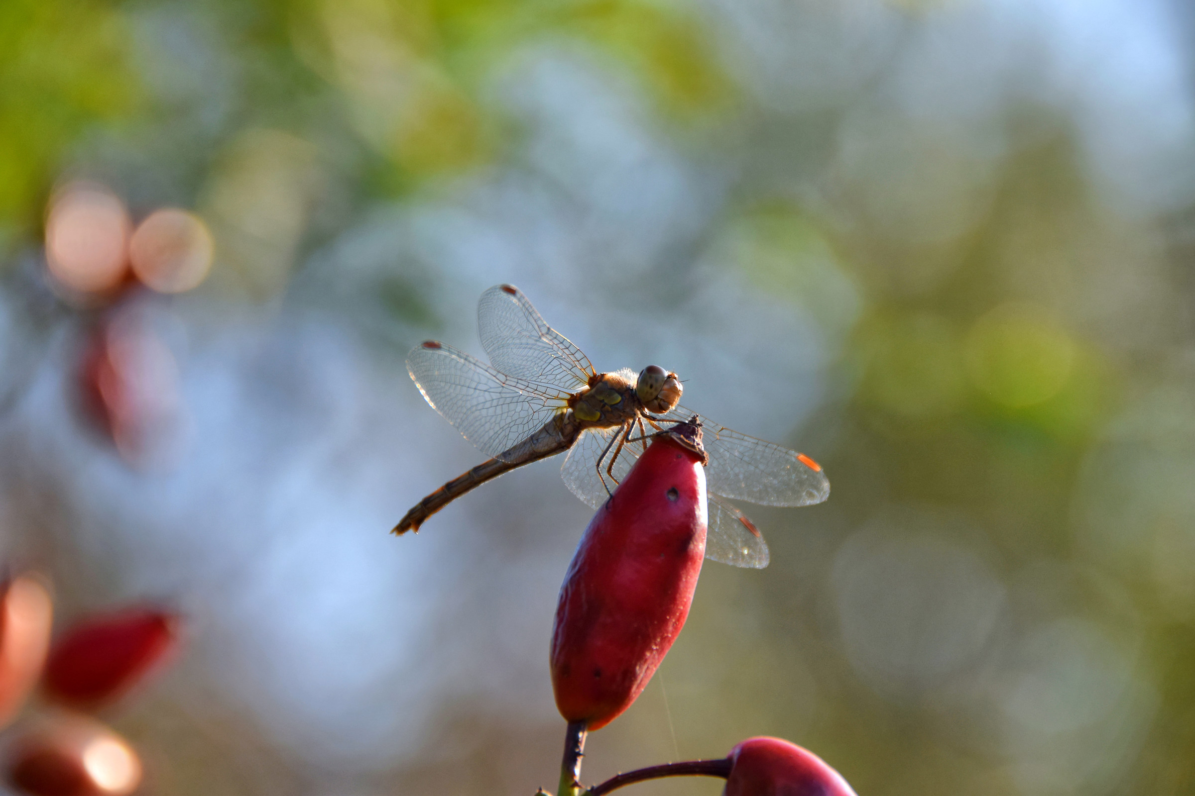 Berry Dragonfly