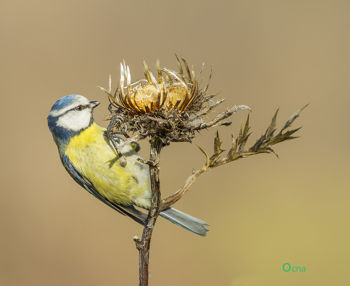 cinciarella autunnale