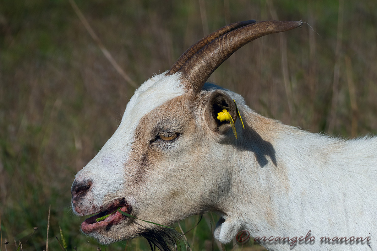 Anche le capre hanno diritto alla fotografia